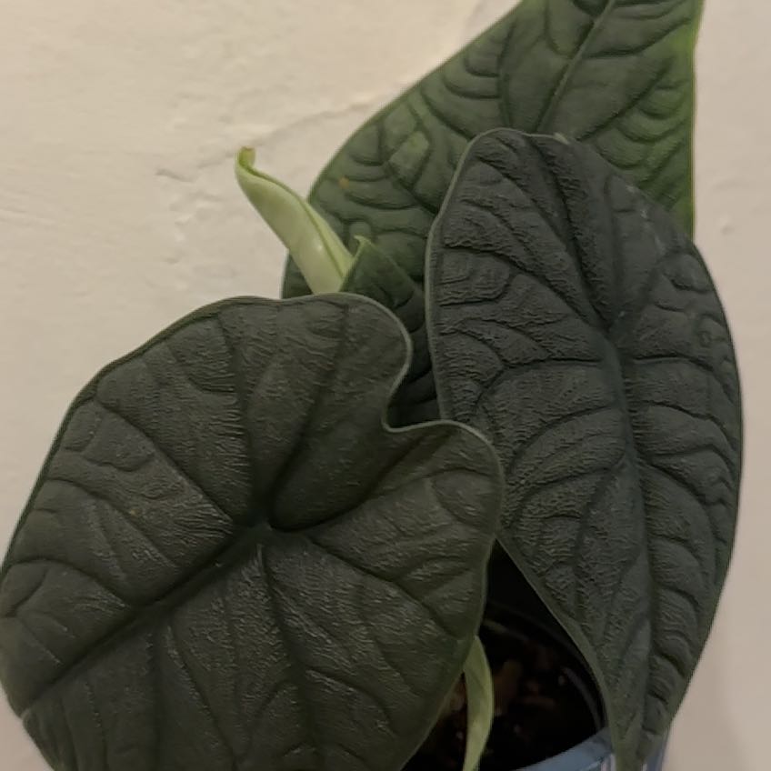Alocasia 'Dragon Scale' plant with dark green, textured leaves.