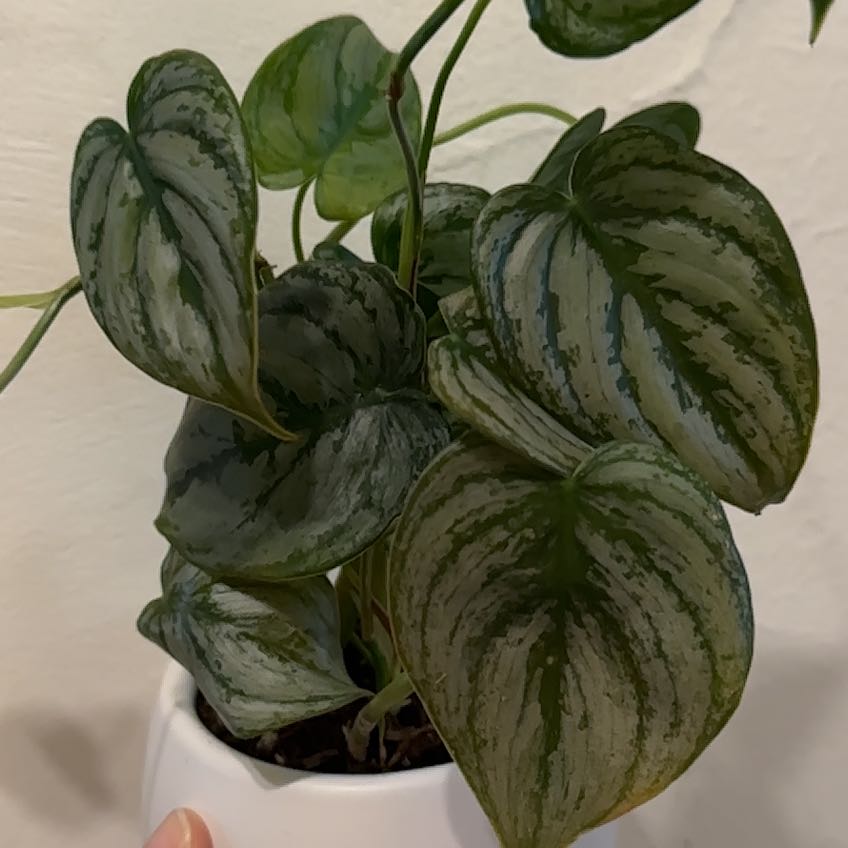 Silver Leaf Philodendron with variegated leaves in a white pot, partially visible soil.