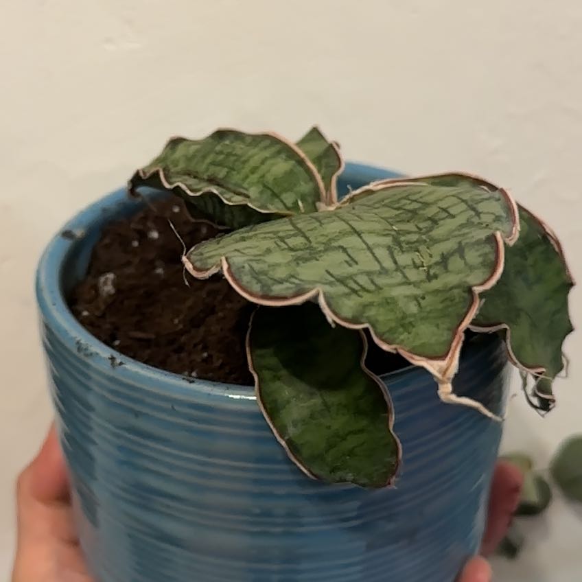 Photo of the plant species Sansevieria Kirkii Coppertone by @Bmazzu named Lydia on Greg, the plant care app