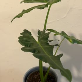Photo of the plant species Alocasia by @Bmazzu named Martha on Greg, the plant care app