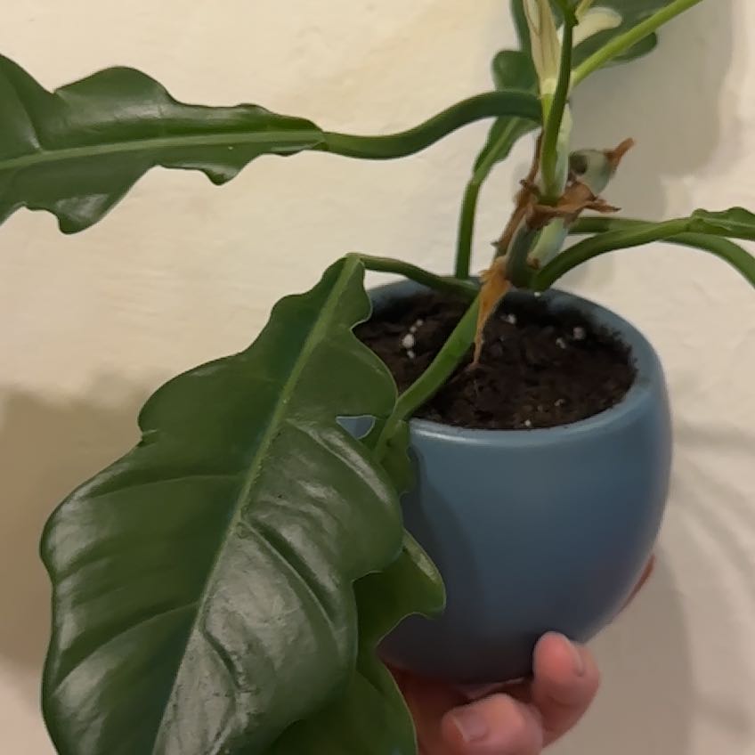Photo of the plant species philodendron Jungle Boogie by @Bmazzu named Leslie jr on Greg, the plant care app
