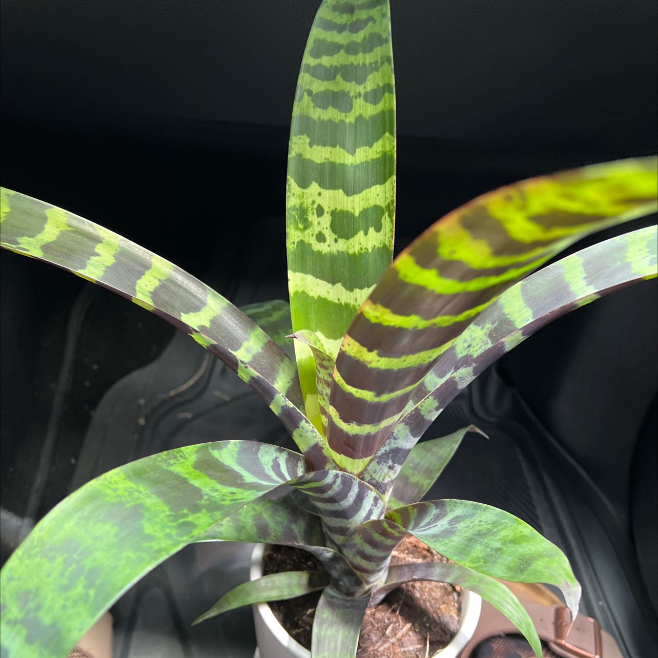Photo of the plant species Flaming Sword Bromeliad by @RadiantWychelm named Michael Angelo on Greg, the plant care app