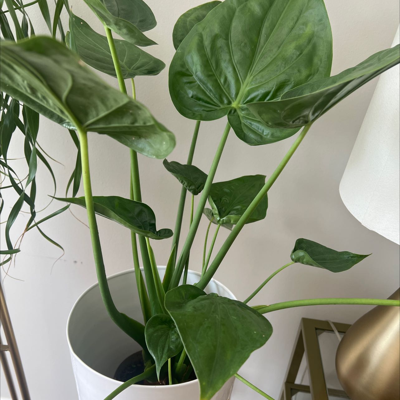 Photo of the plant species Chinese Taro by @RadiantWychelm named Your plant on Greg, the plant care app