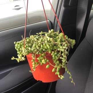 String of Pearls plant in Katy, Texas