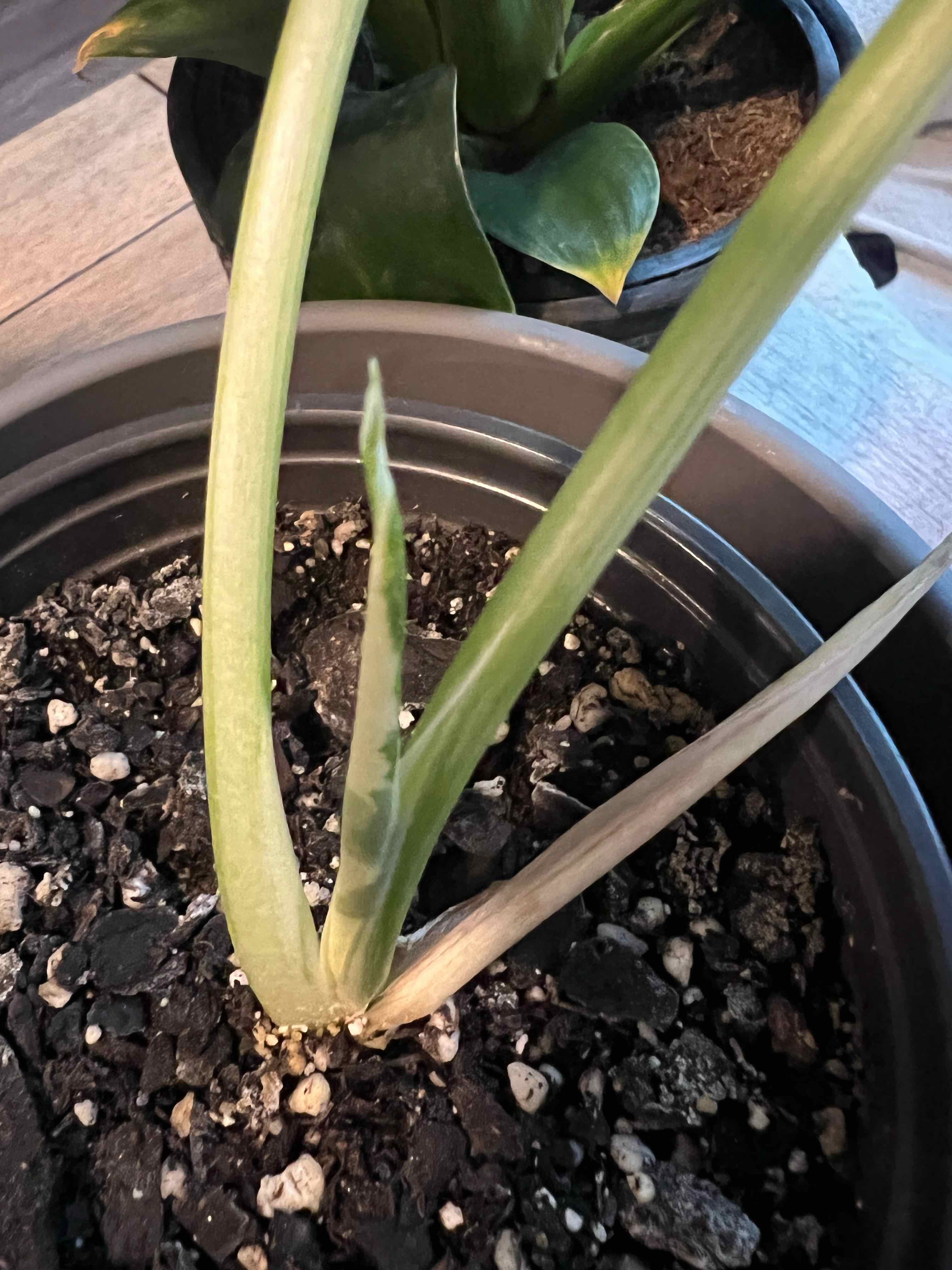 Variegated Alocasia plant in a pot with visible soil and a yellowing leaf.