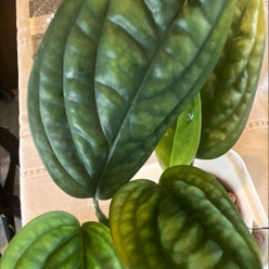 Monstera Peru plant