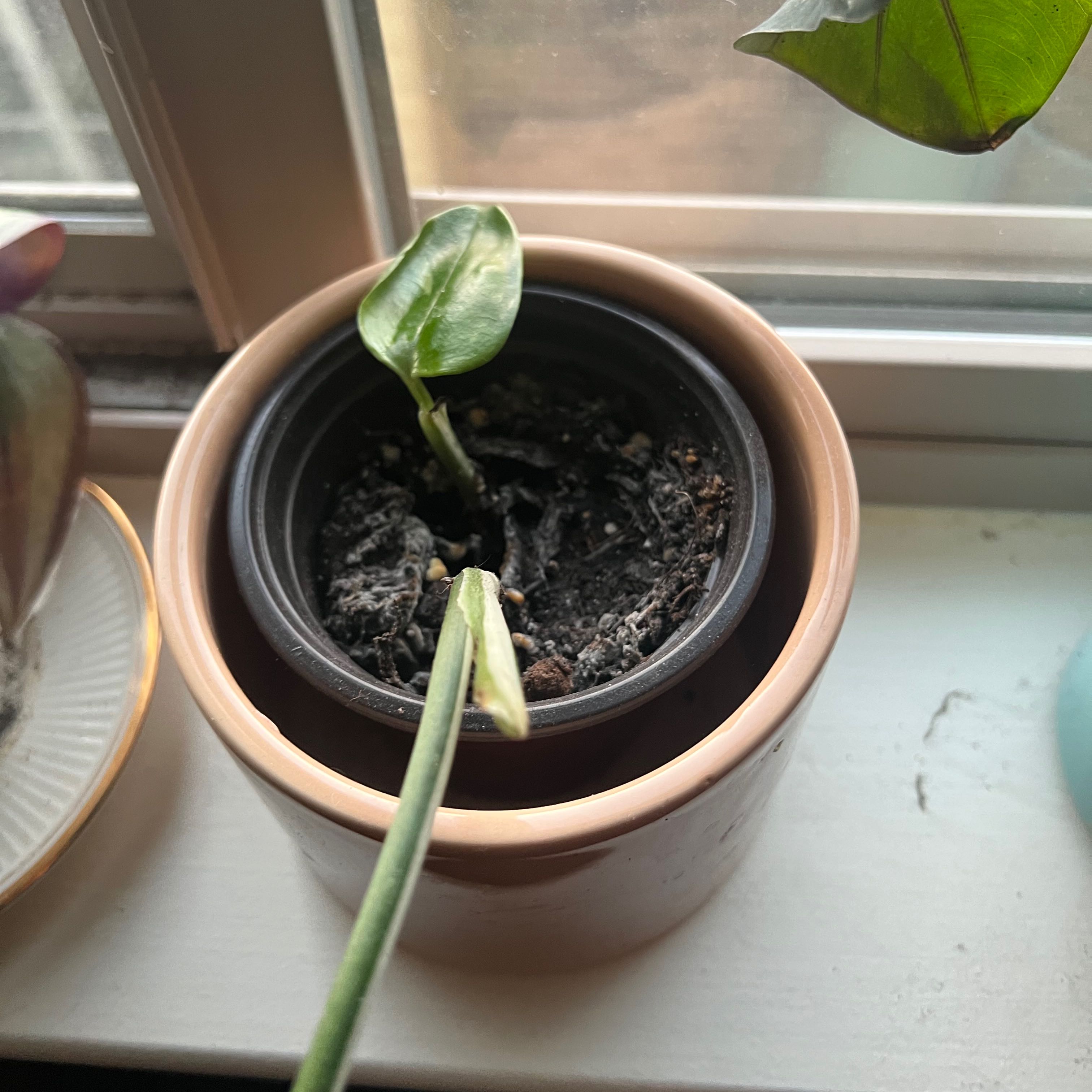 Monstera Cobra plant in a pot on a windowsill with a single leaf and dry soil.