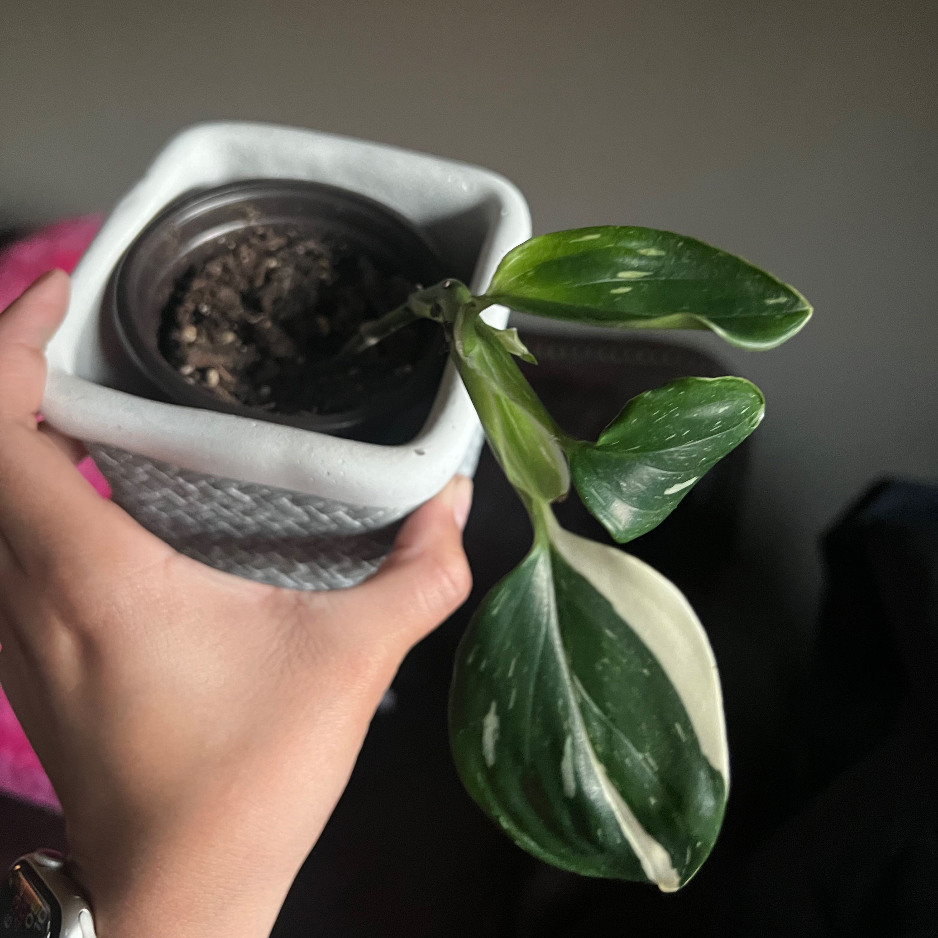 Monstera Cobra plant in a pot held by a hand, with visible soil and healthy leaves.