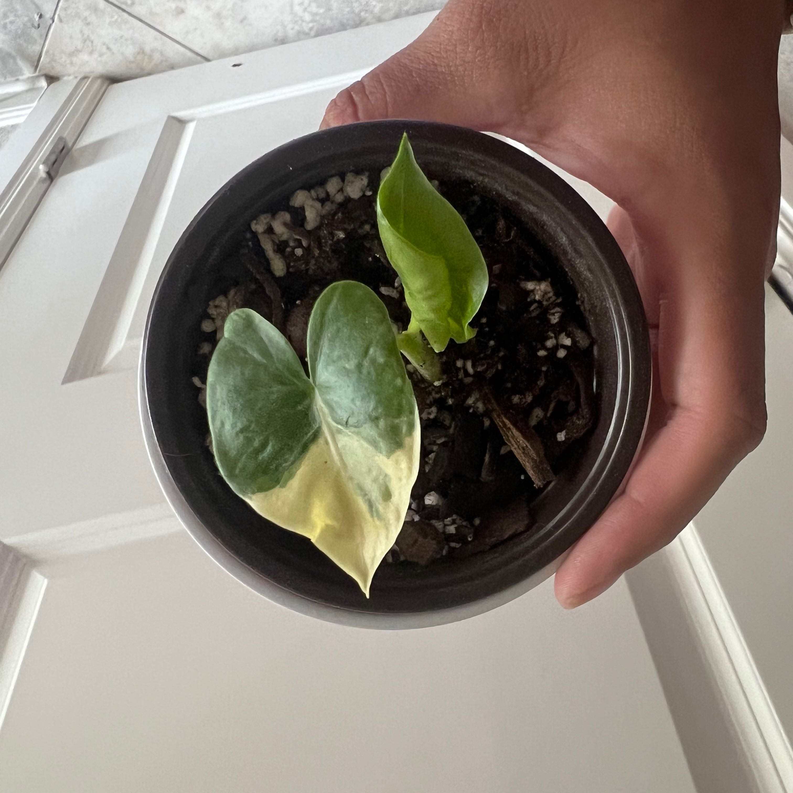 Potted Variegated Alocasia plant with two leaves, one showing yellowing. Hand holding the pot.