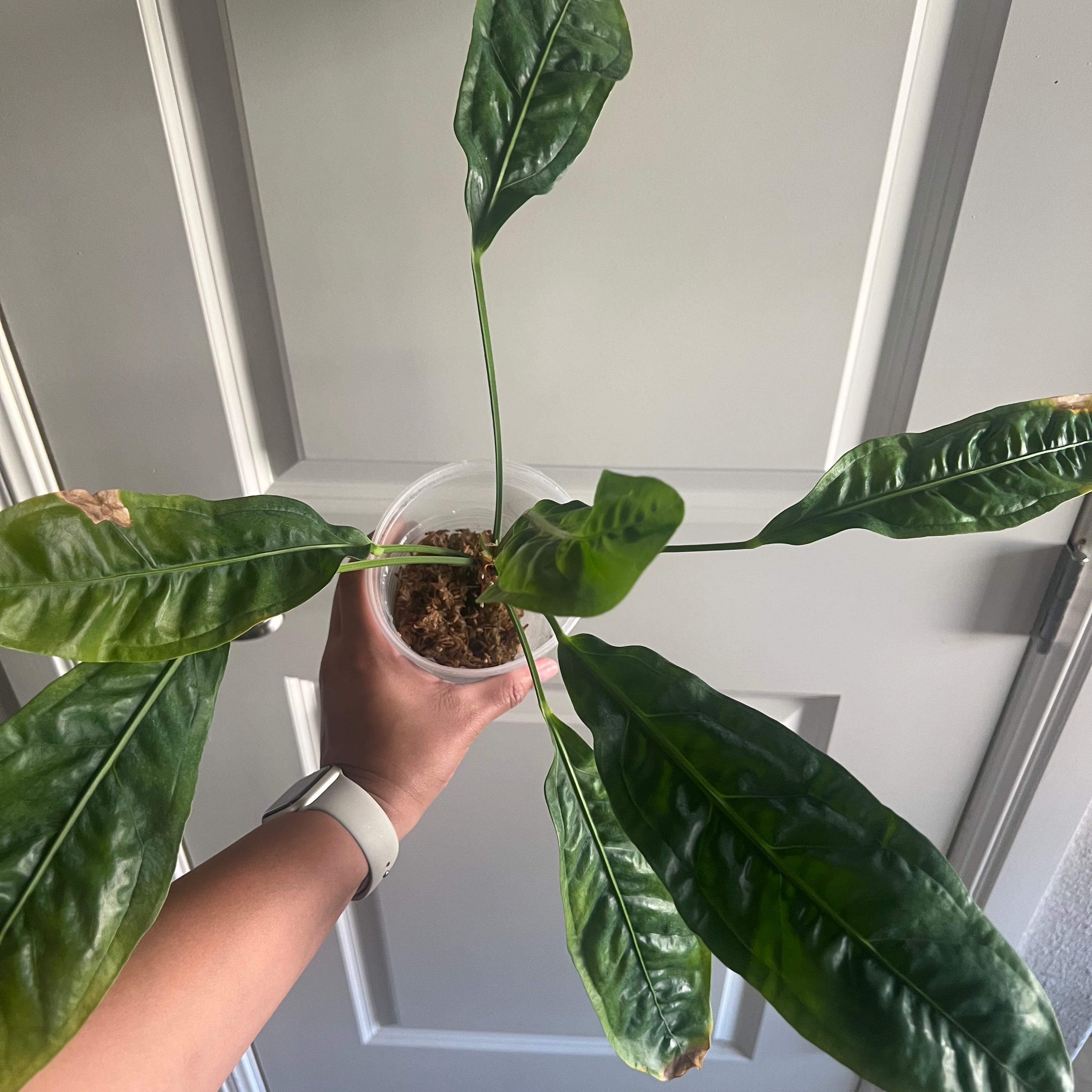 🌞 How Much Sunlight Does My Anthurium superbum Need?