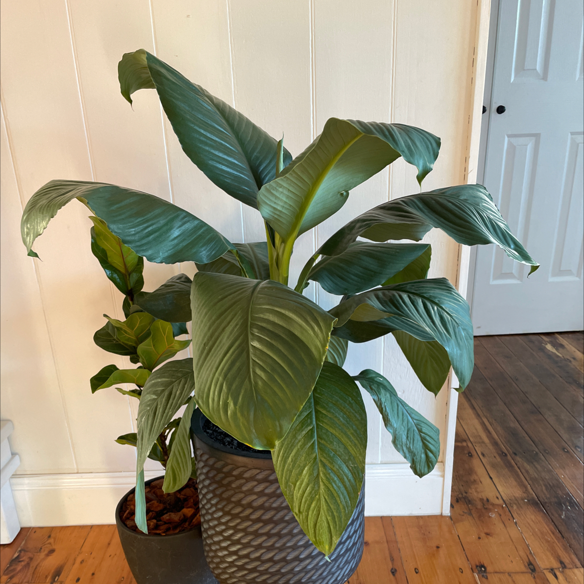 Sensation Peace Lily with large green leaves in a decorative pot, another plant in the background.