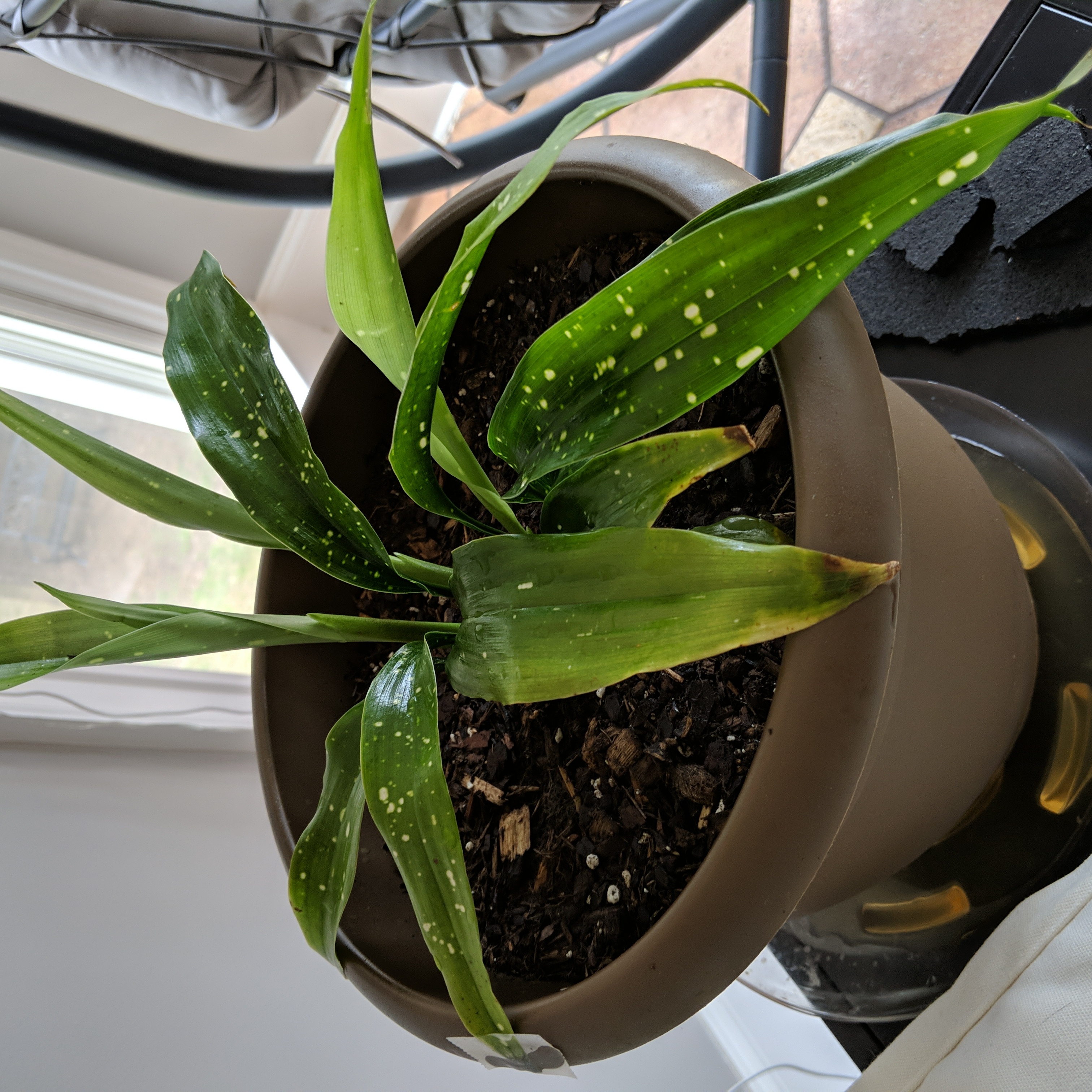 Potted Cast Iron Milky Way plant with green leaves and white speckles.