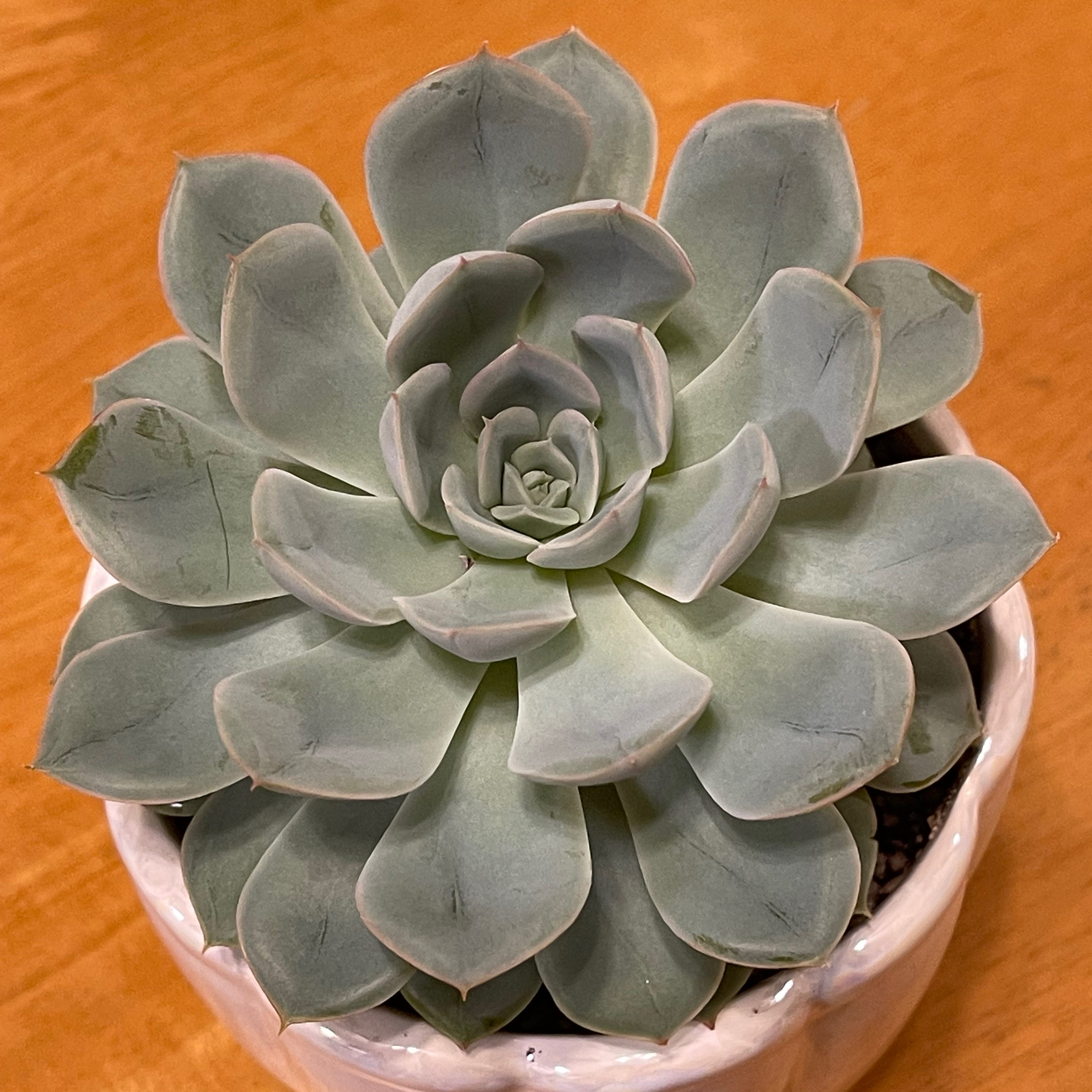 Photo of the plant species Echeveria 'Arctic Ice' by @meohmii named Baby Ice on Greg, the plant care app