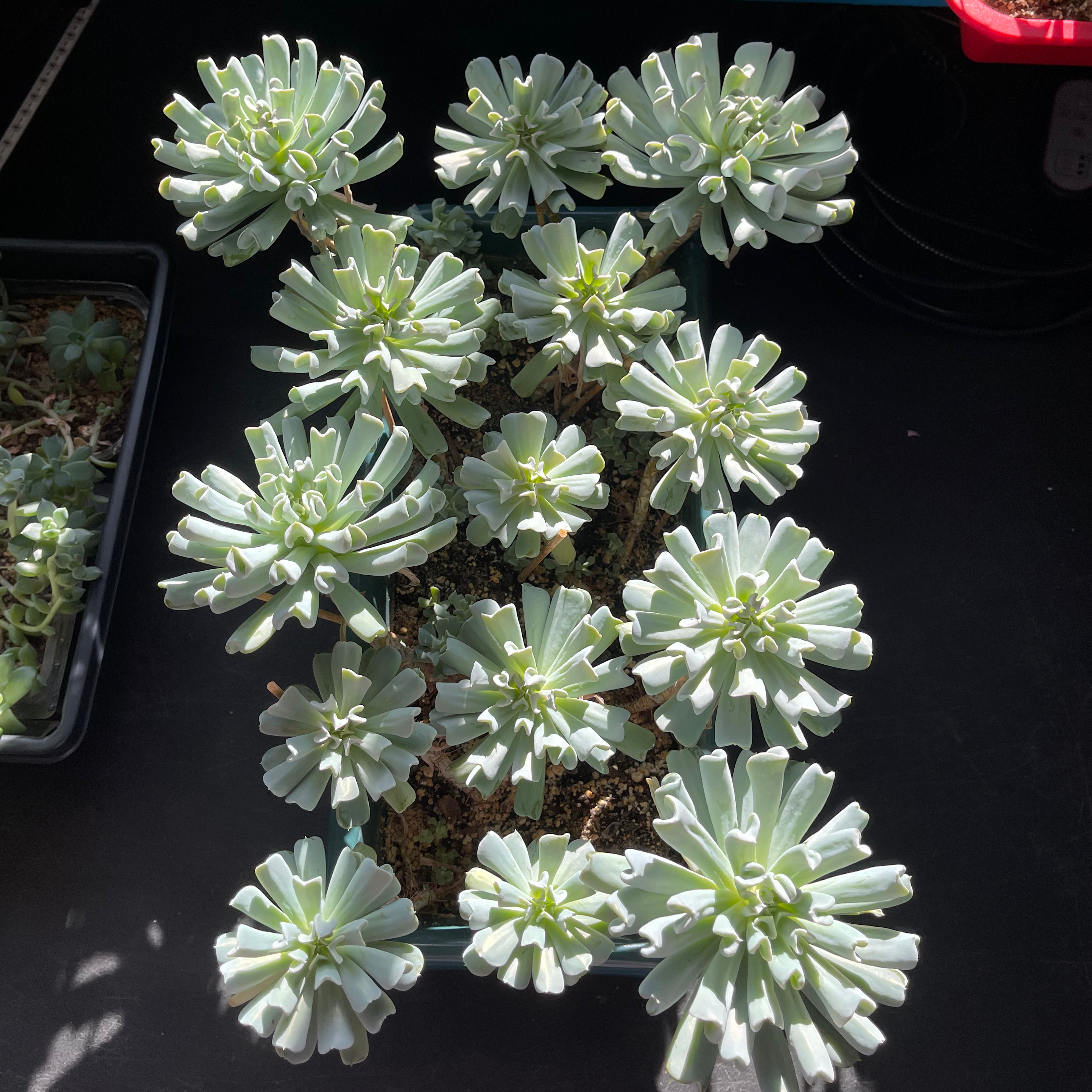 Multiple Echeveria 'Topsy Turvy' plants in a tray, well-lit and healthy.
