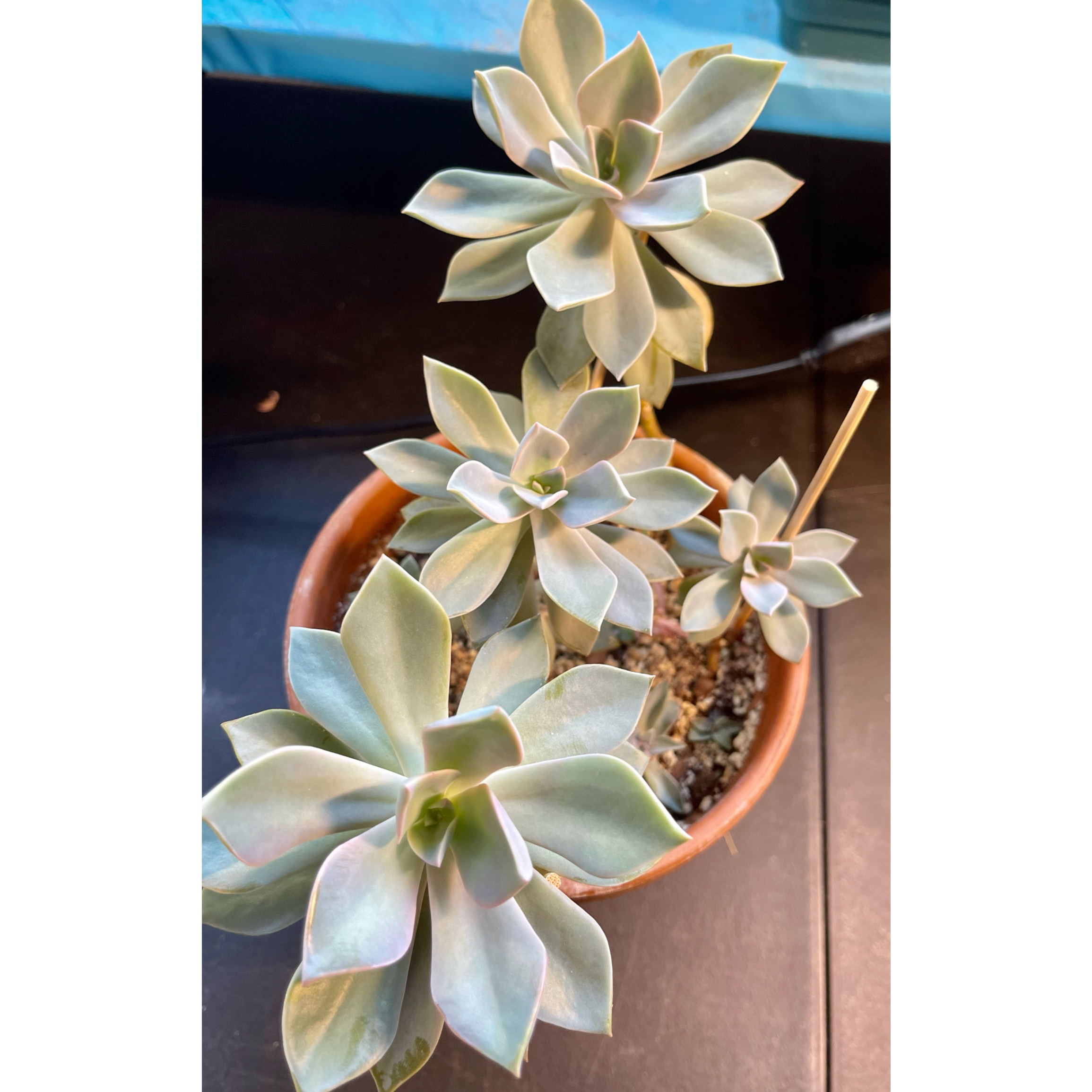Potted Graptoveria 'Fred Ives' succulent with multiple rosettes, healthy leaves, and visible soil.