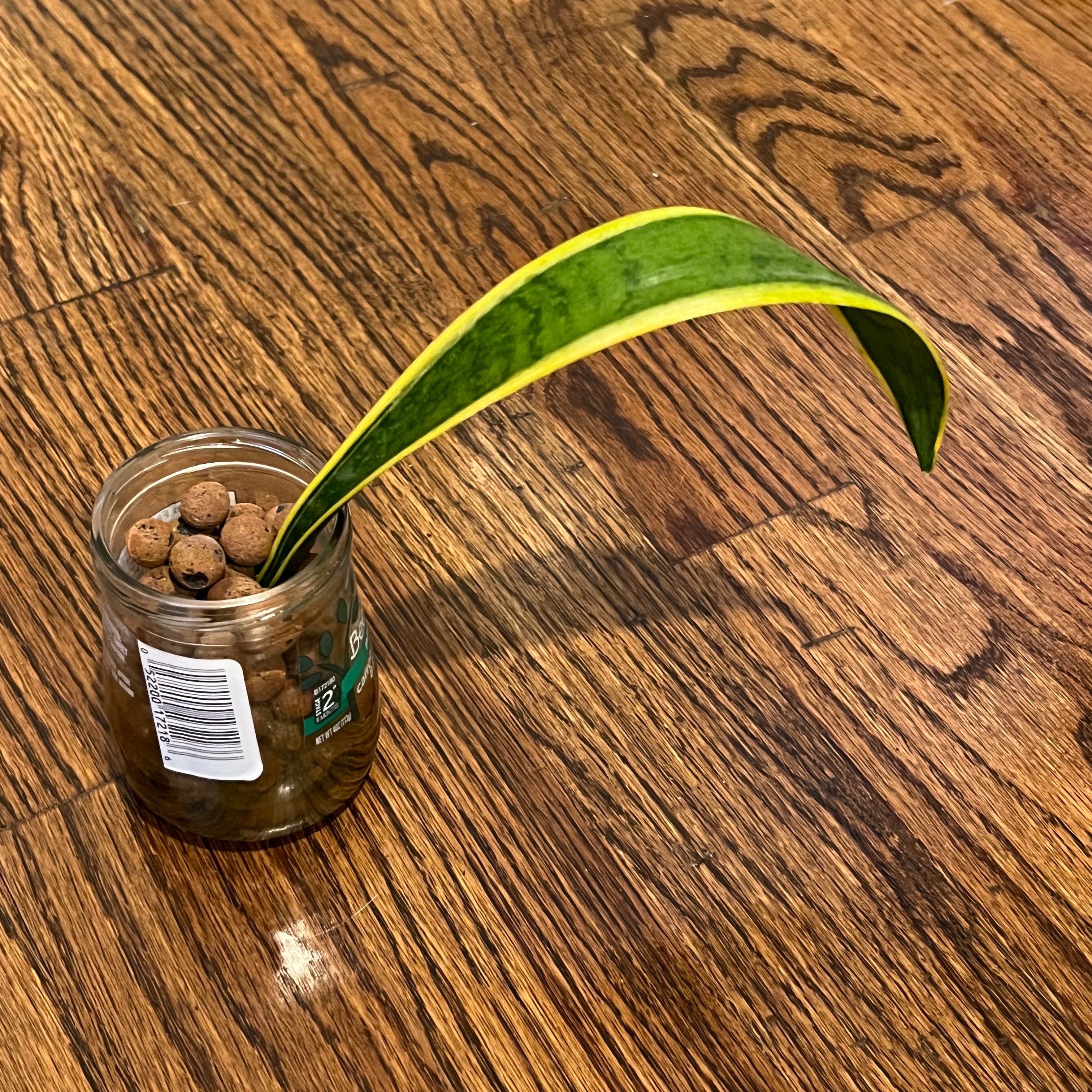 Sansevieria 'Lauren' leaf in a small glass container with pebbles on a wooden floor.