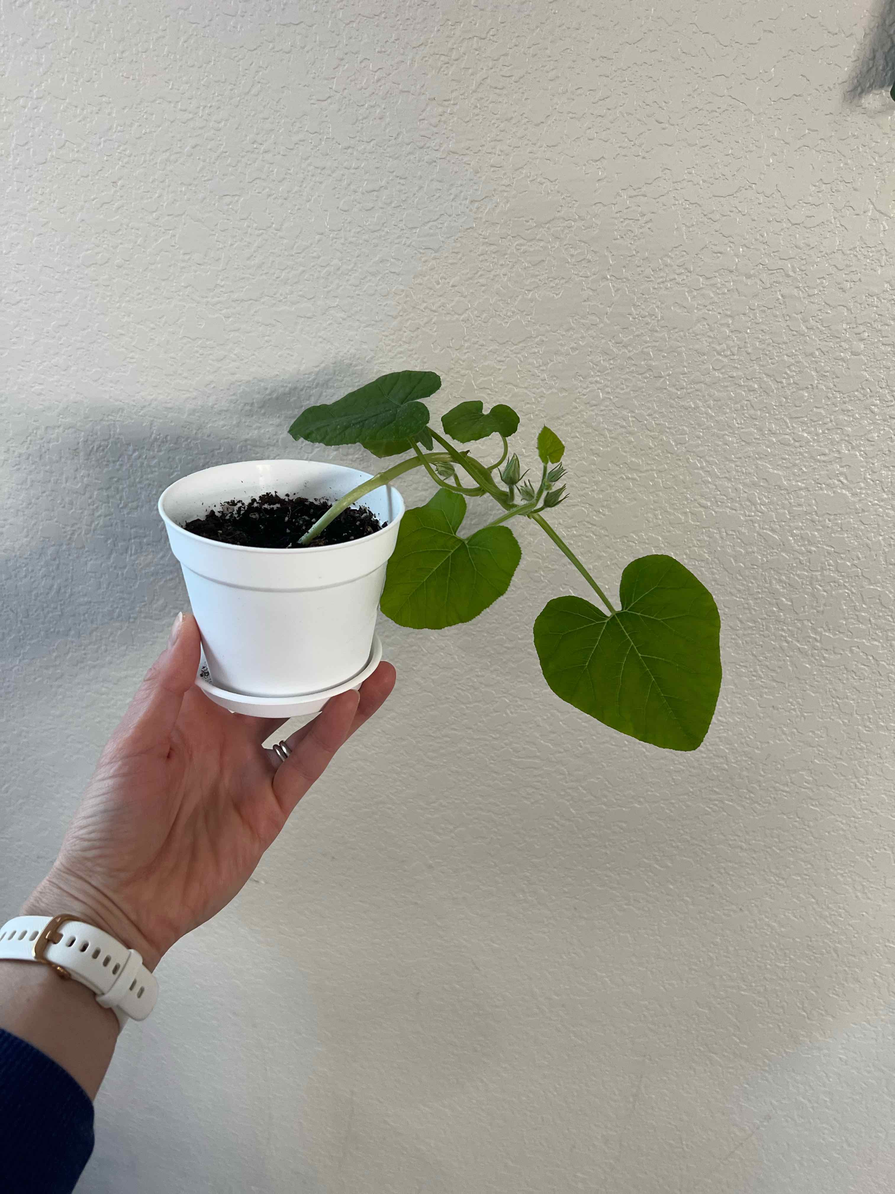 Young pumpkin plant in a white pot held by a hand, with green leaves and visible soil.