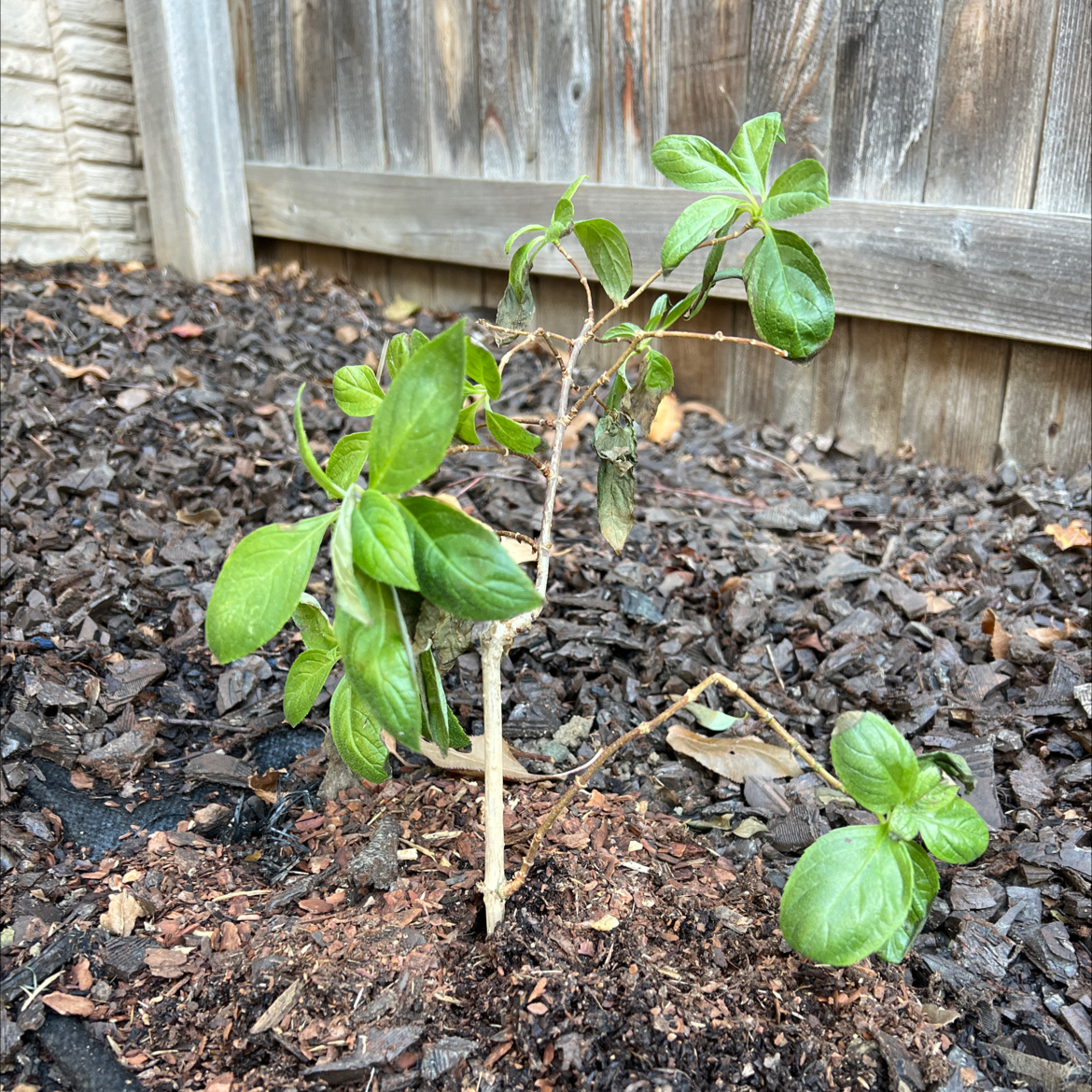 Young Panicle Hydrangea plant with green leaves and some browning, in a mulched area near a wooden fence.