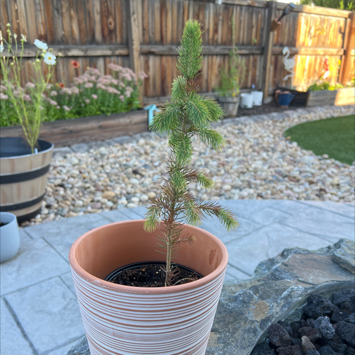 Young Norway Spruce in a pot outdoors with slight browning on lower branches.