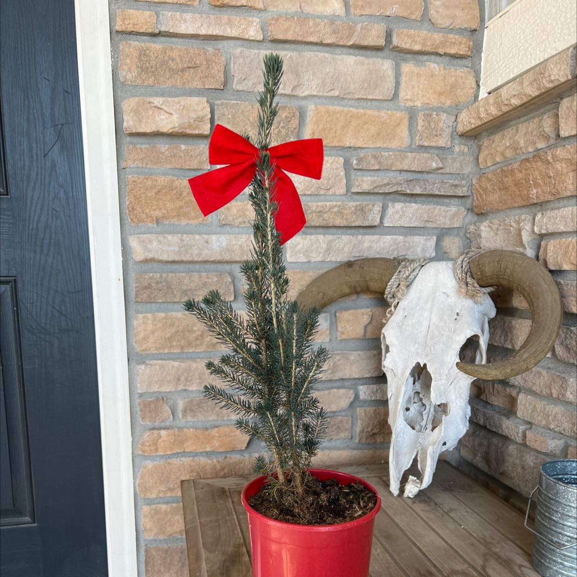 Blue Spruce plant in a red pot with a red bow, placed on a wooden surface against a brick wall.