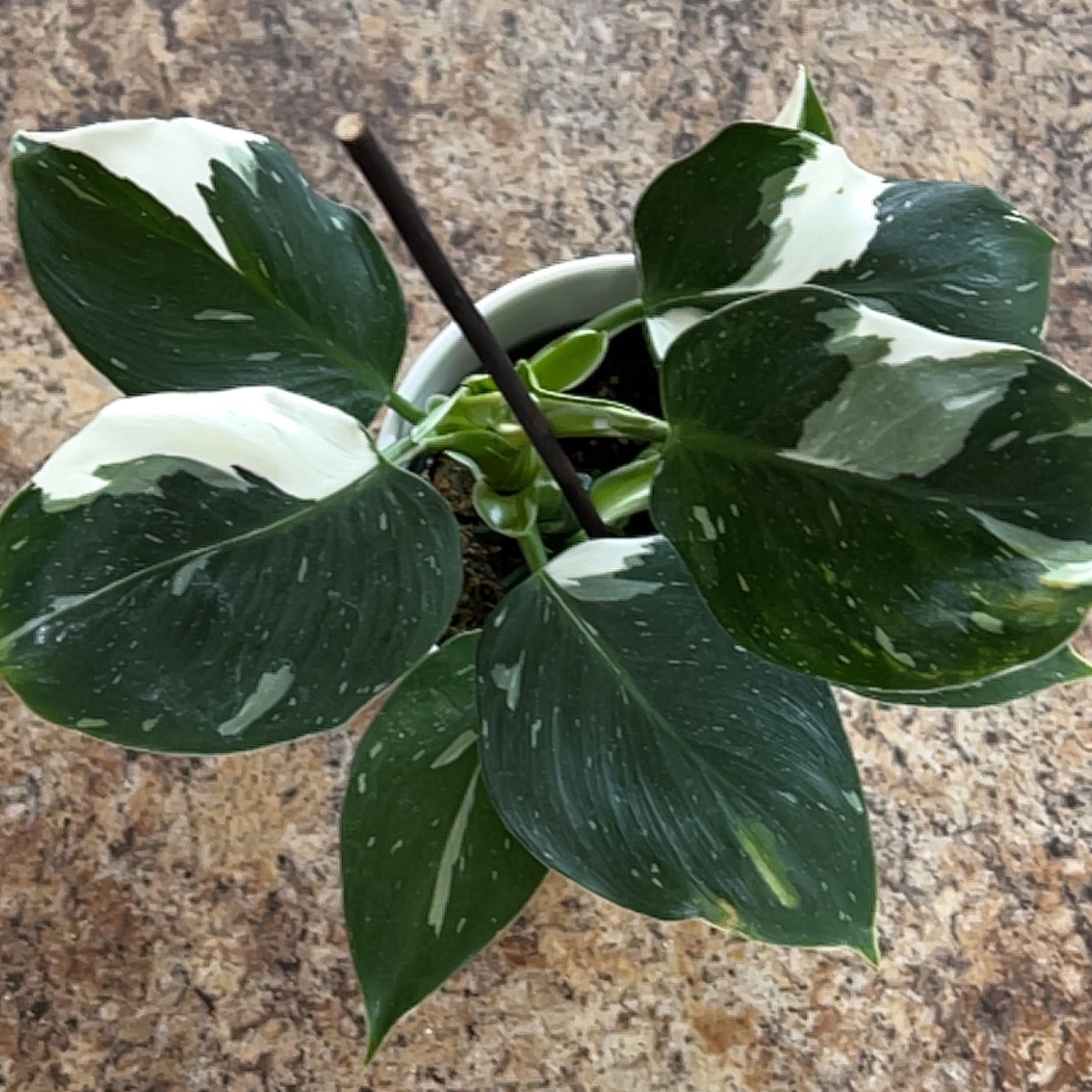 White Knight Philodendron with variegated leaves in a pot, partially visible soil.