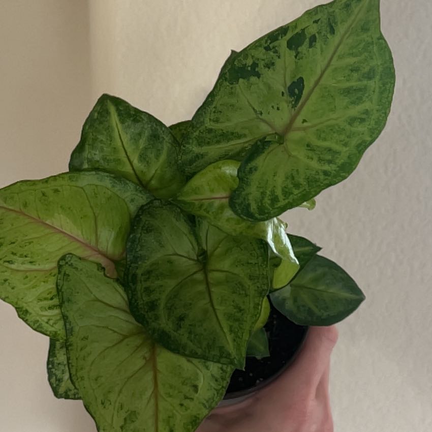 Pink Allusion Arrowhead Plant with green and pinkish leaves, held by a hand.