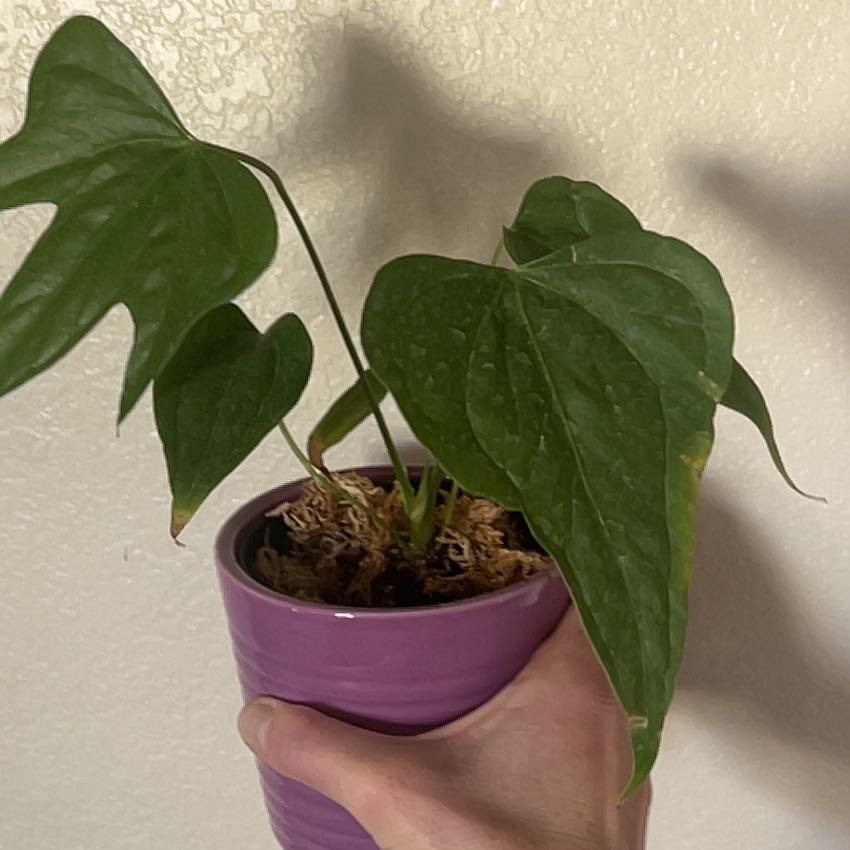 A healthy Anthurium Fingers plant in a purple pot, held by a hand.