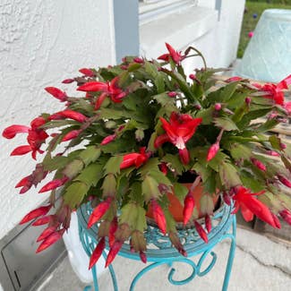 False Christmas Cactus plant in Spring Hill, Florida