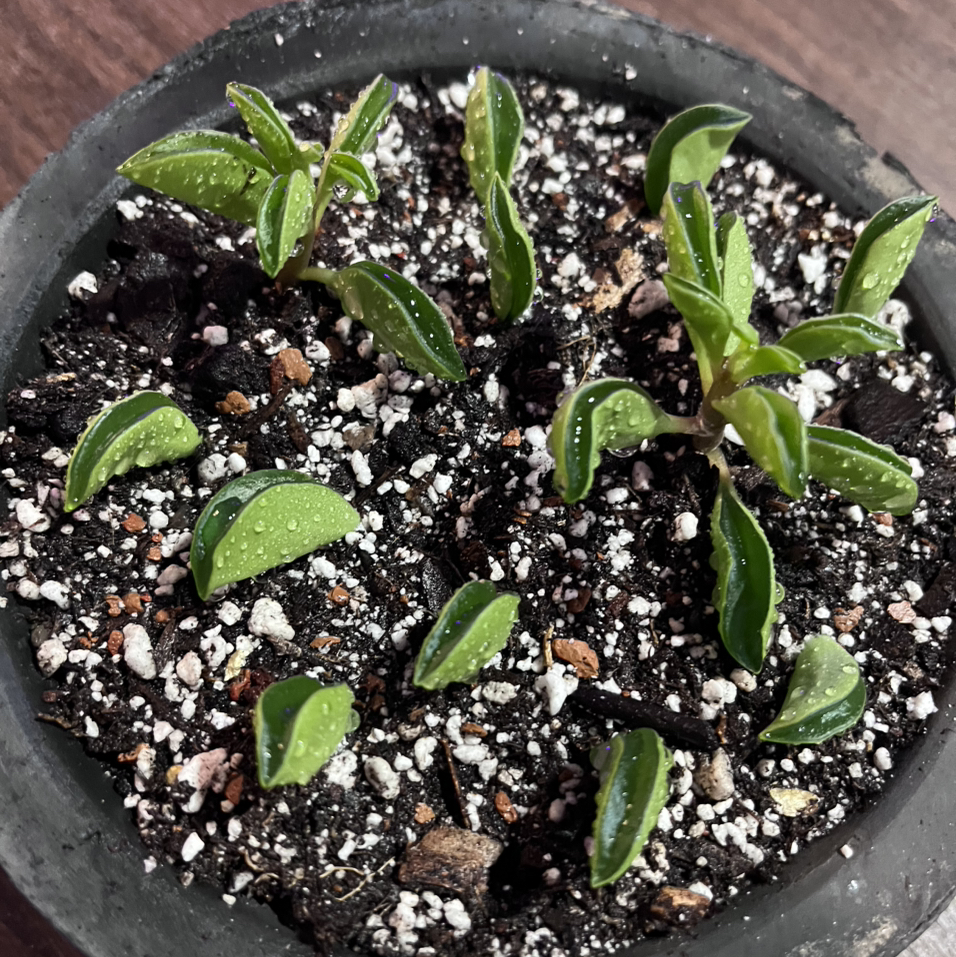 Photo of the plant species Prayer Pepper by @FitAnthora named Your plant on Greg, the plant care app