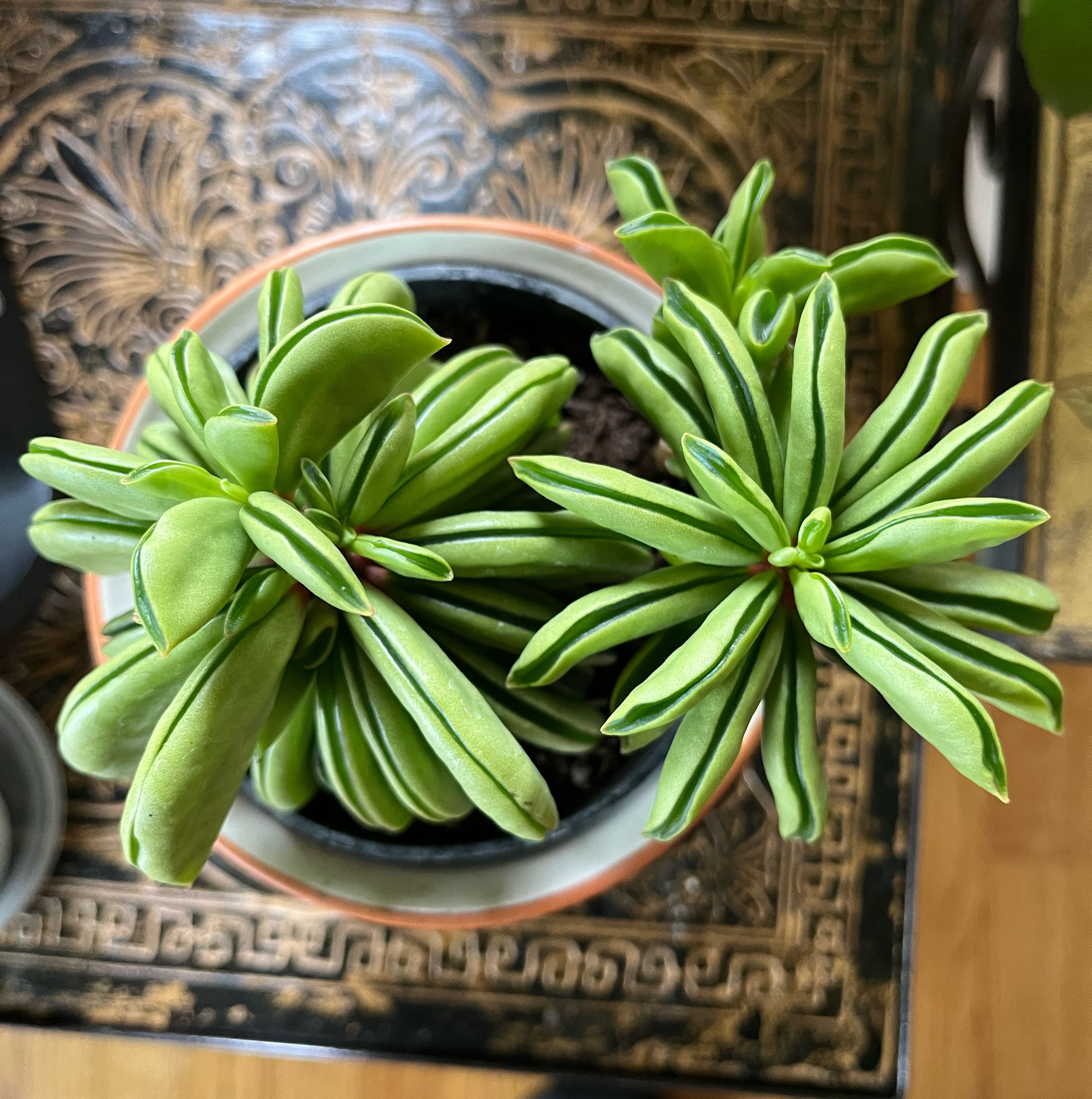 Photo of the plant species Peperomia 'Fire Sparks' by @FitAnthora named Your plant on Greg, the plant care app