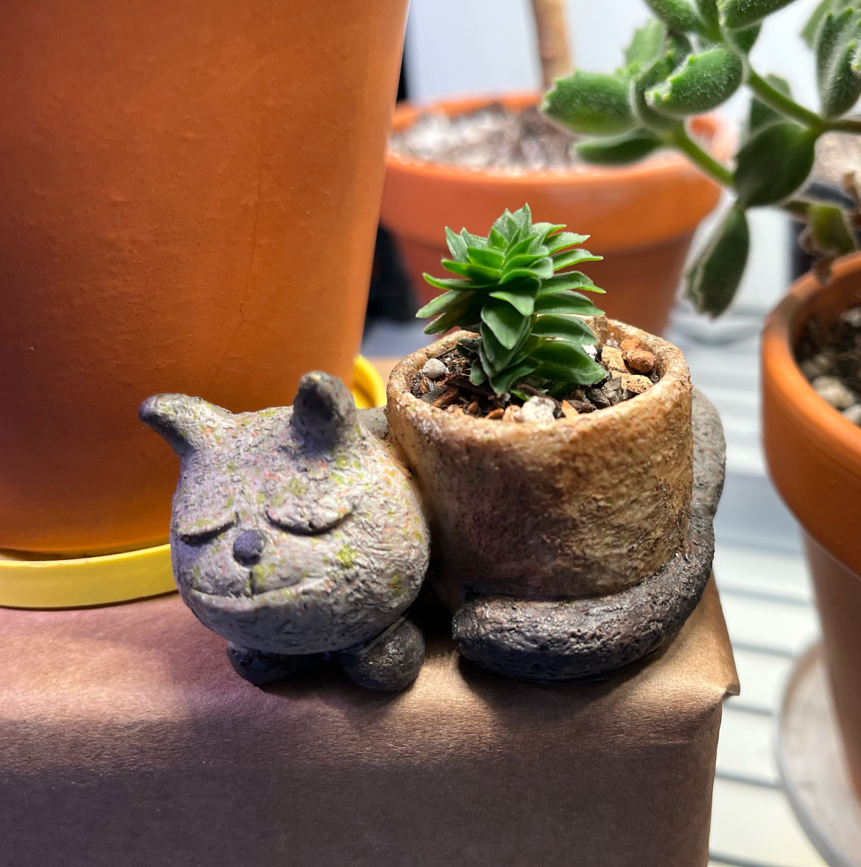 Photo of the plant species Buddhas Temple by @FitAnthora named Your plant on Greg, the plant care app
