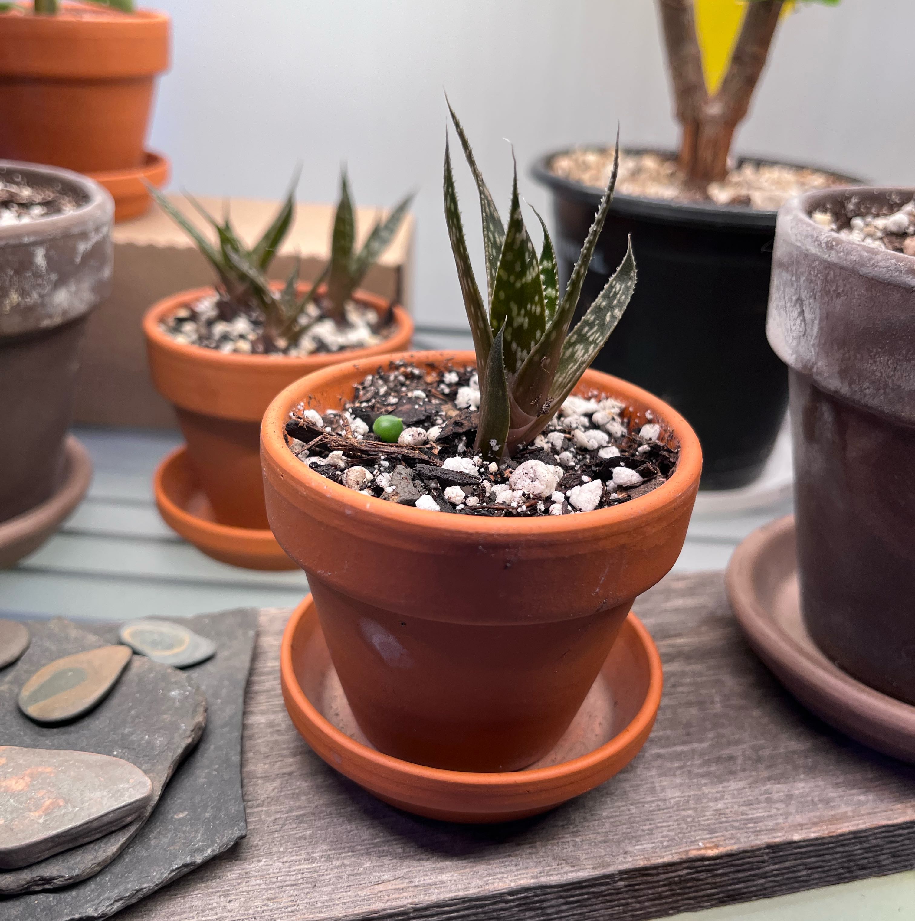 Photo of the plant species Gasteraloe 'Flow' by @FitAnthora named Apollo on Greg, the plant care app