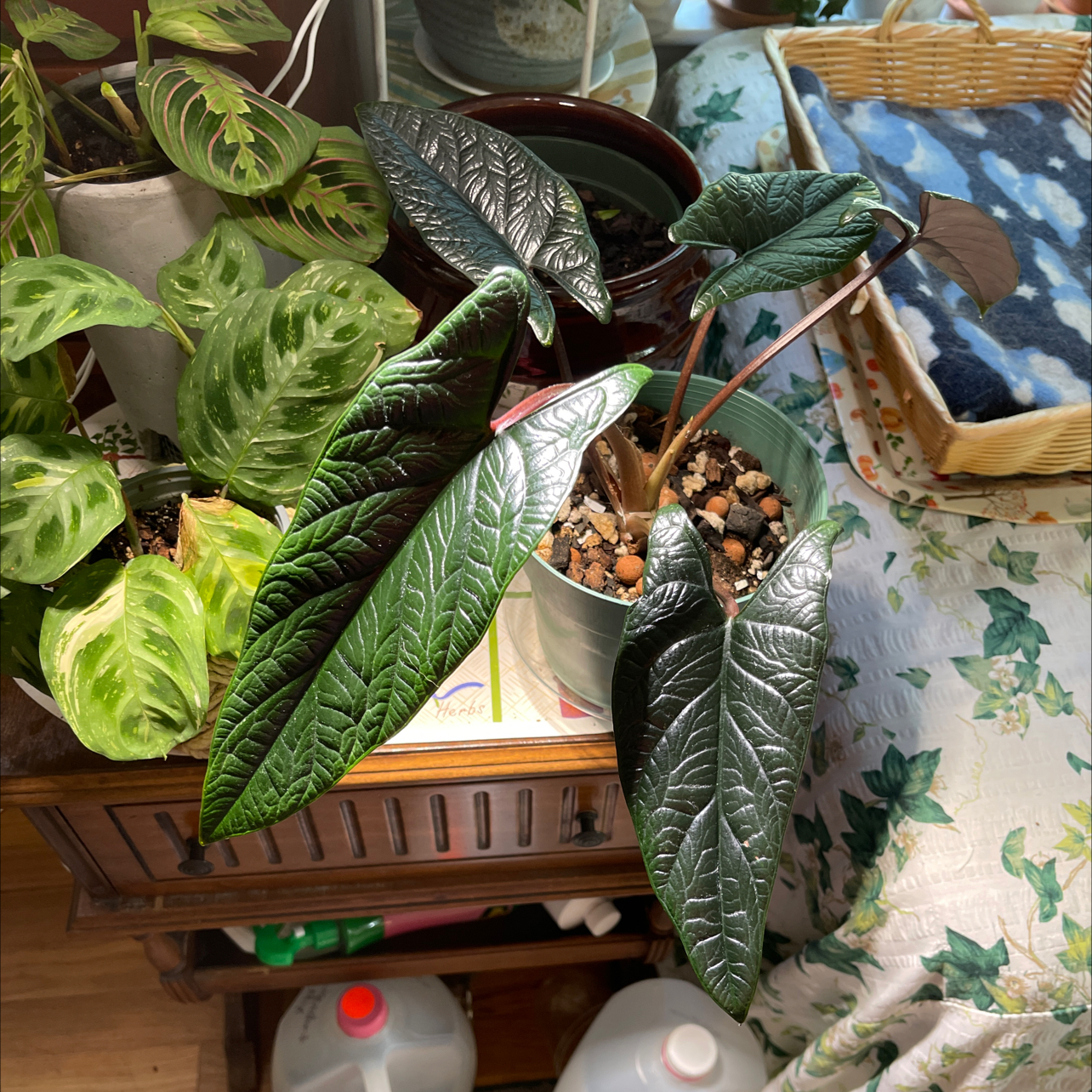 Alocasia Scalprum plant with dark green, glossy leaves in a pot, surrounded by other plants.