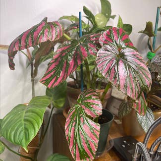 Exotica Begonia plant in Orleans, Massachusetts