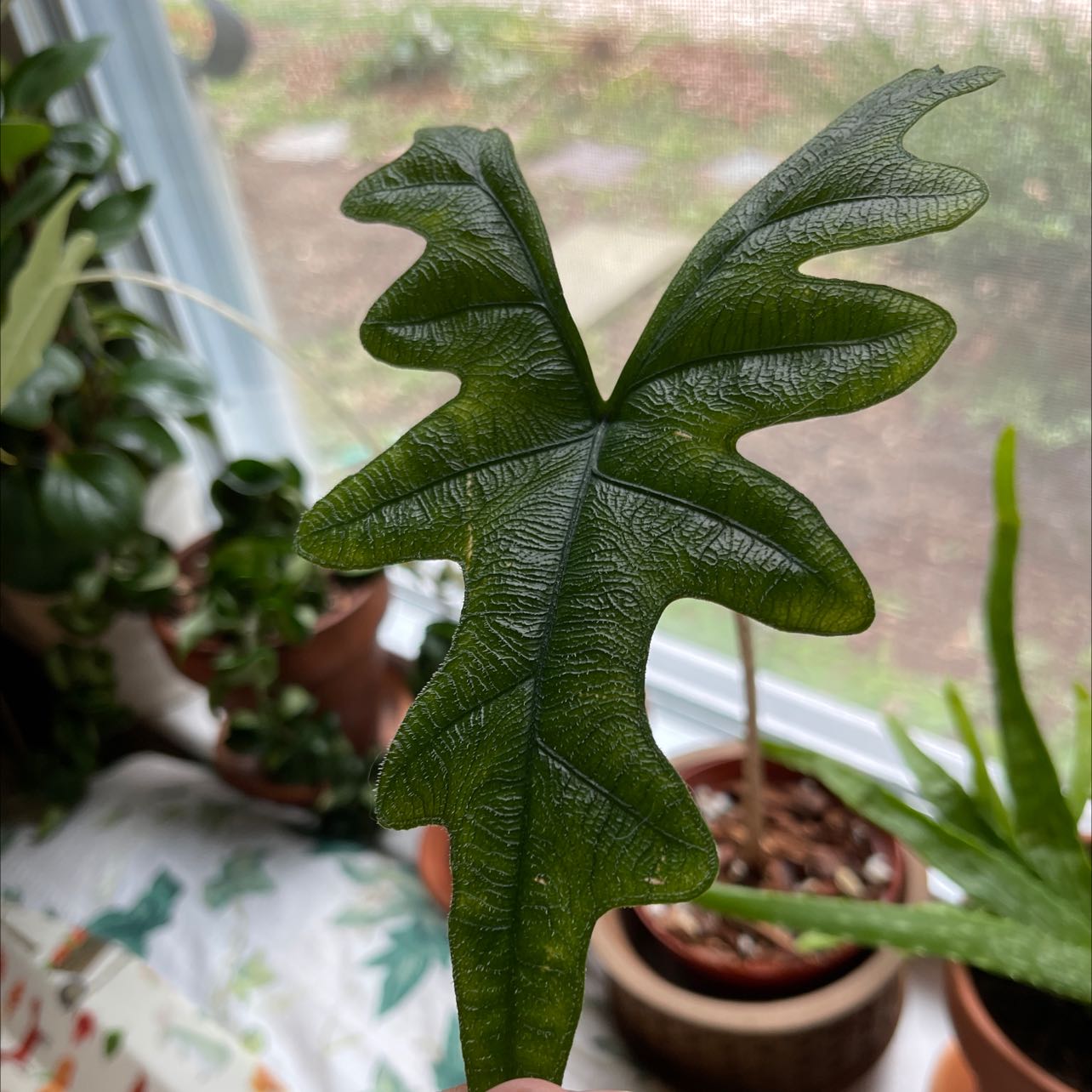 Photo of the plant species Alocasia 'Jacklyn' by @GardenWitch named Alocasia Jaclyn on Greg, the plant care app