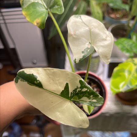 Photo of the plant species Alocasia Okinawa Silver by Gardenwitch named Alocasia Okinawa Silver on Greg, the plant care app