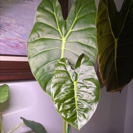 Photo of the plant species Alocasia Golden Bone by Gardenwitch named Alocasia Golden Bone on Greg, the plant care app