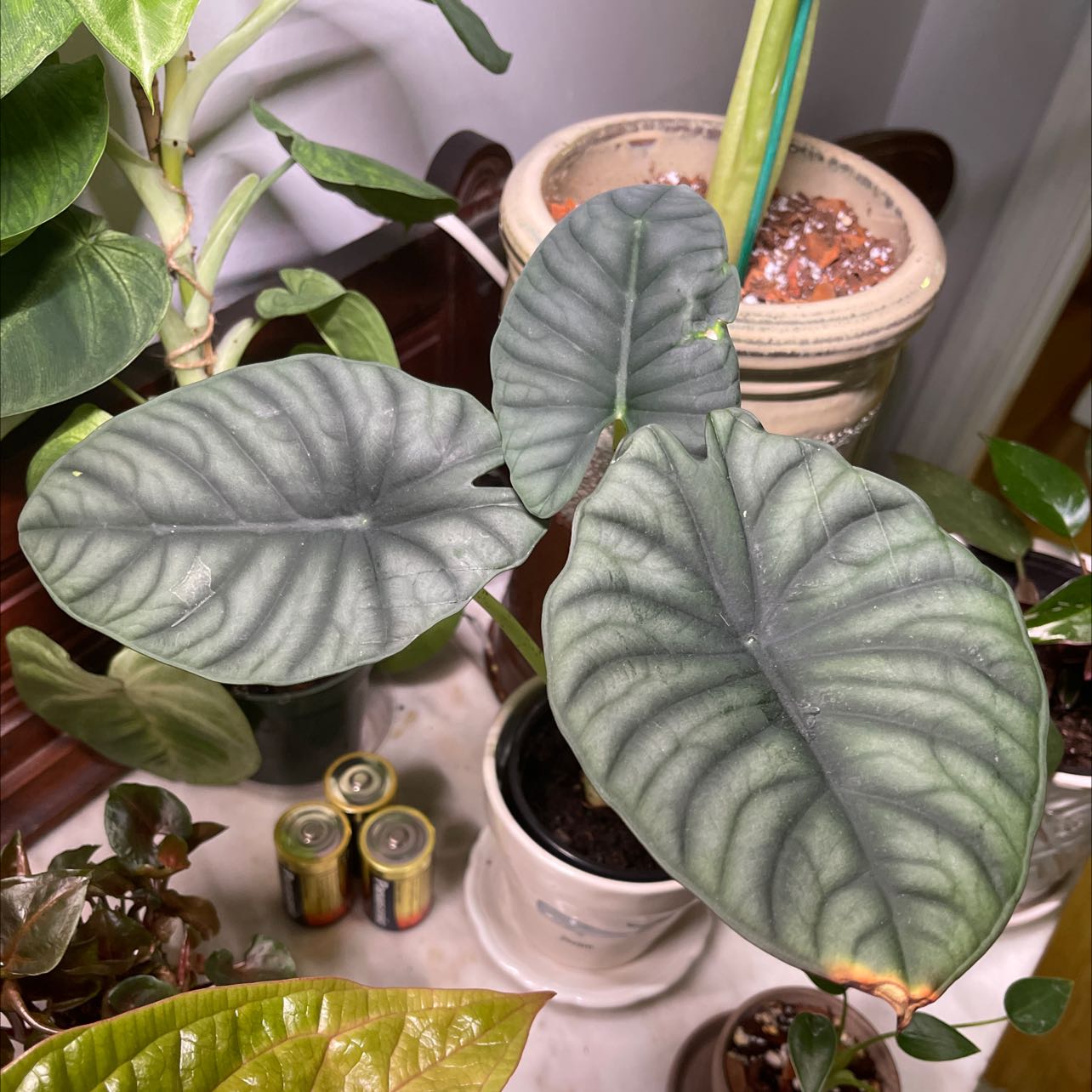Alocasia nebula 'Imperialis' with large, dark green leaves and prominent veins.