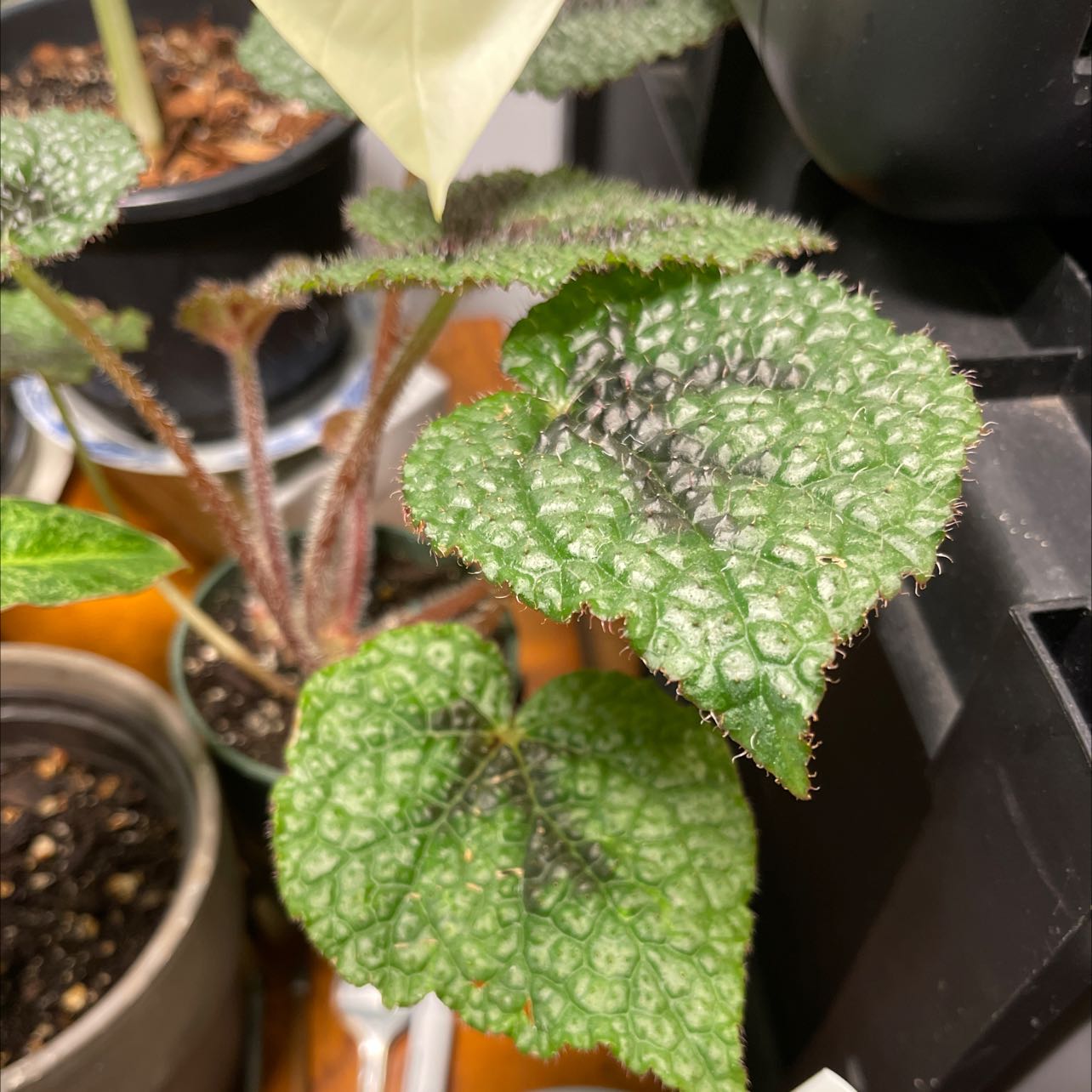 Iron Cross Begonia with textured leaves in a pot, soil visible.