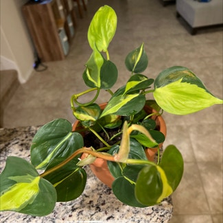 Heartleaf Philodendron plant in Belton, Texas