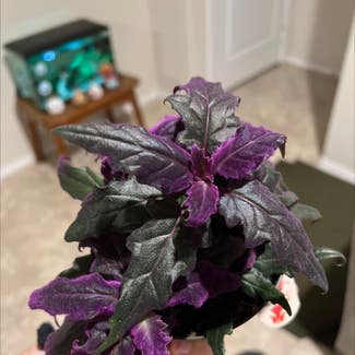 Purple Velvet Plant plant in Belton, Texas