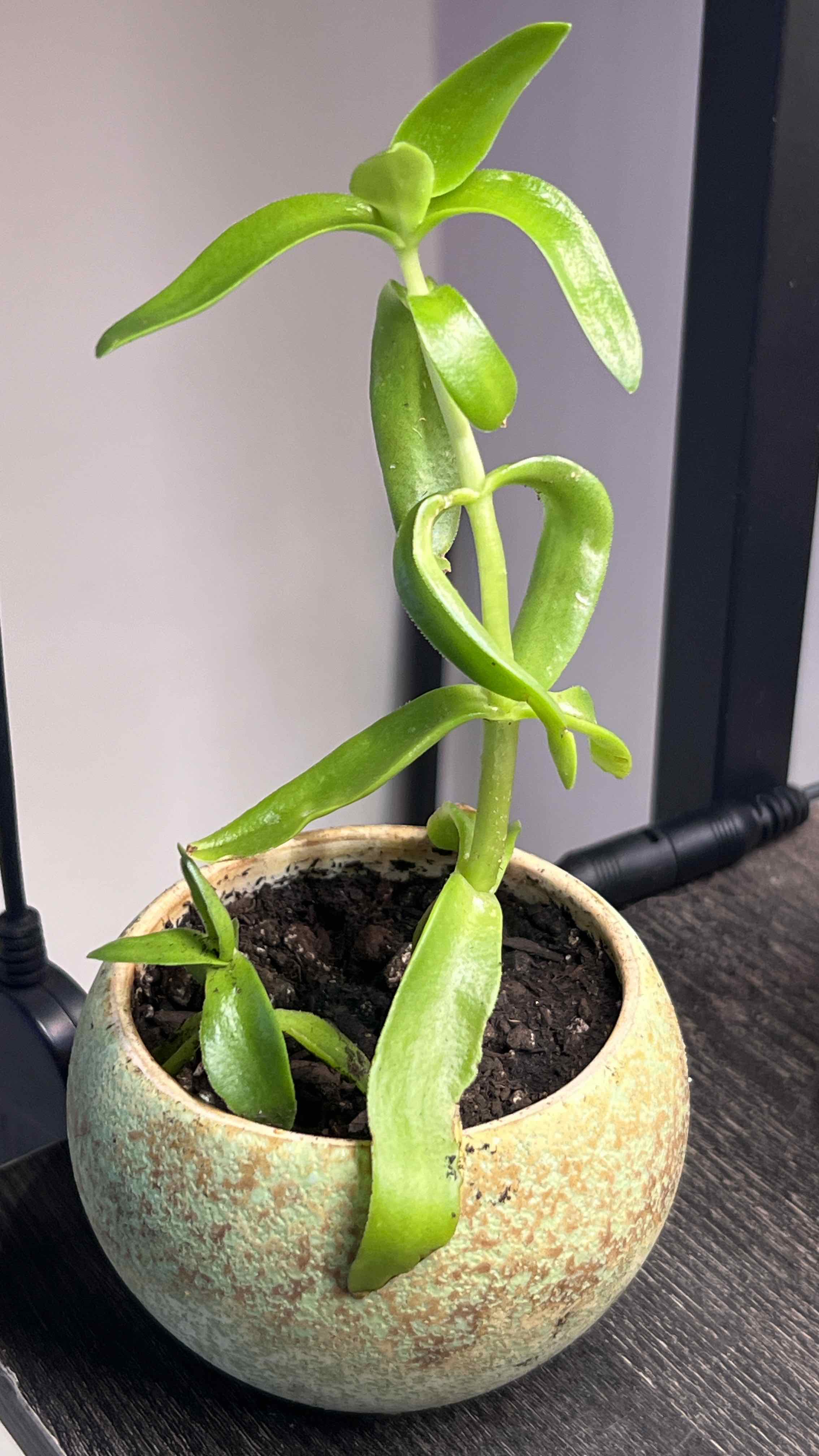 Crassula capitella 'Campfire' plant in a small pot with visible soil, healthy green leaves.