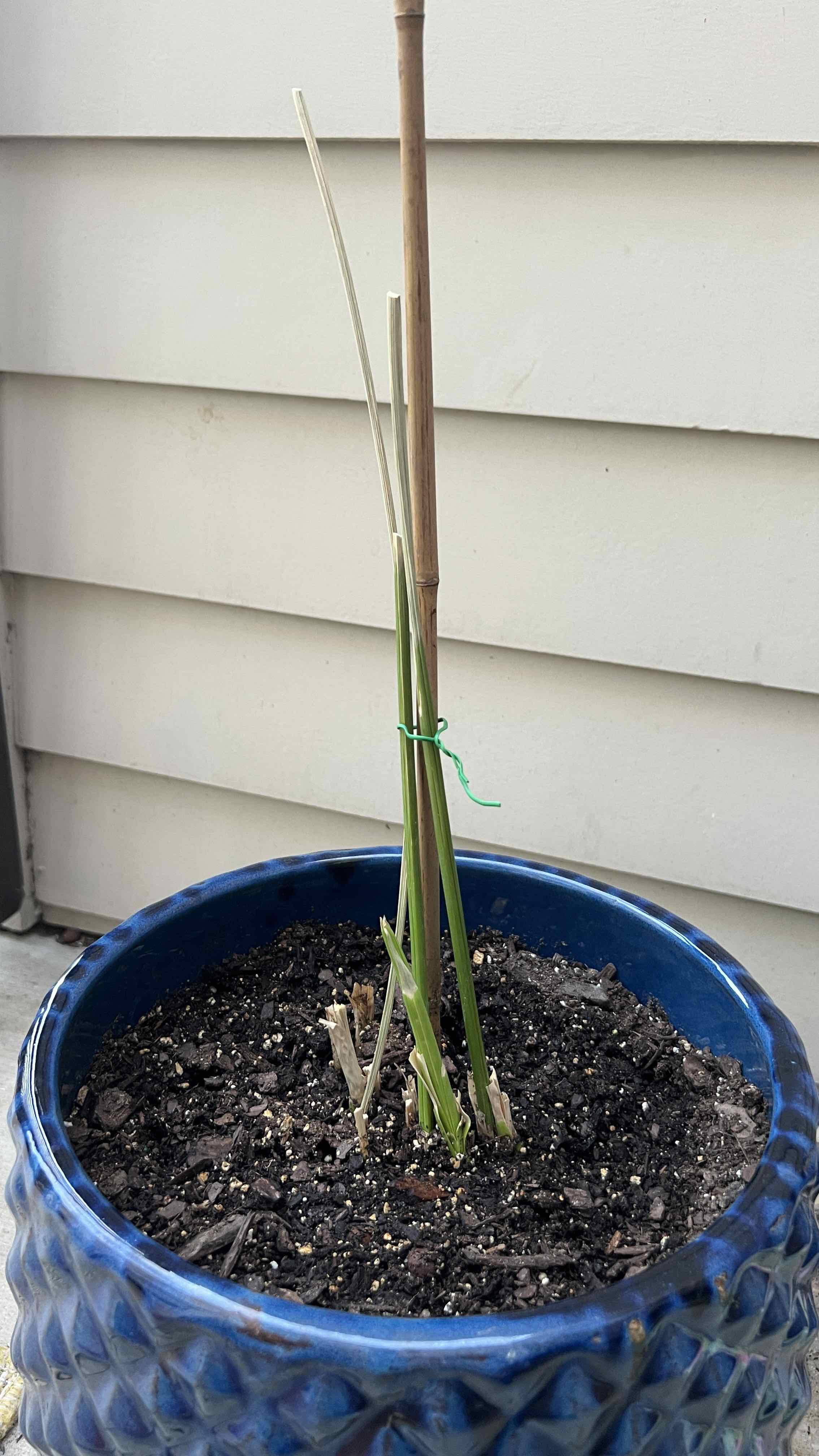 Umbrella Papyrus plant in a blue pot with some discolored stems and visible soil.