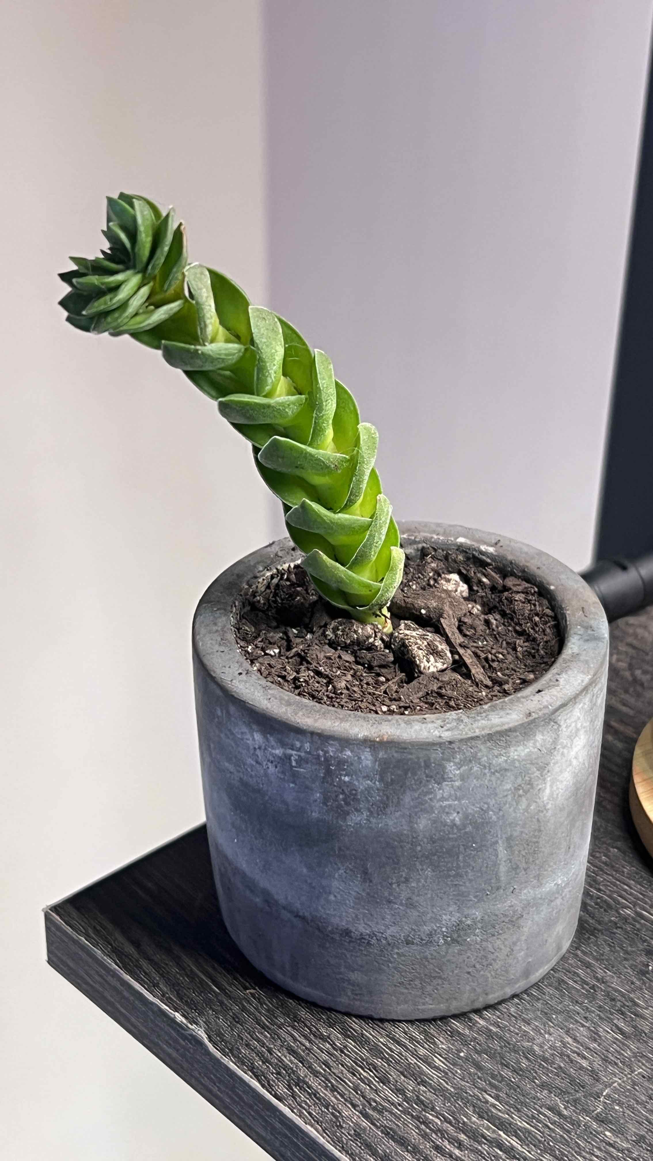 Crassula 'Buddha's Temple' plant in a pot with visible soil, well-framed and in focus.