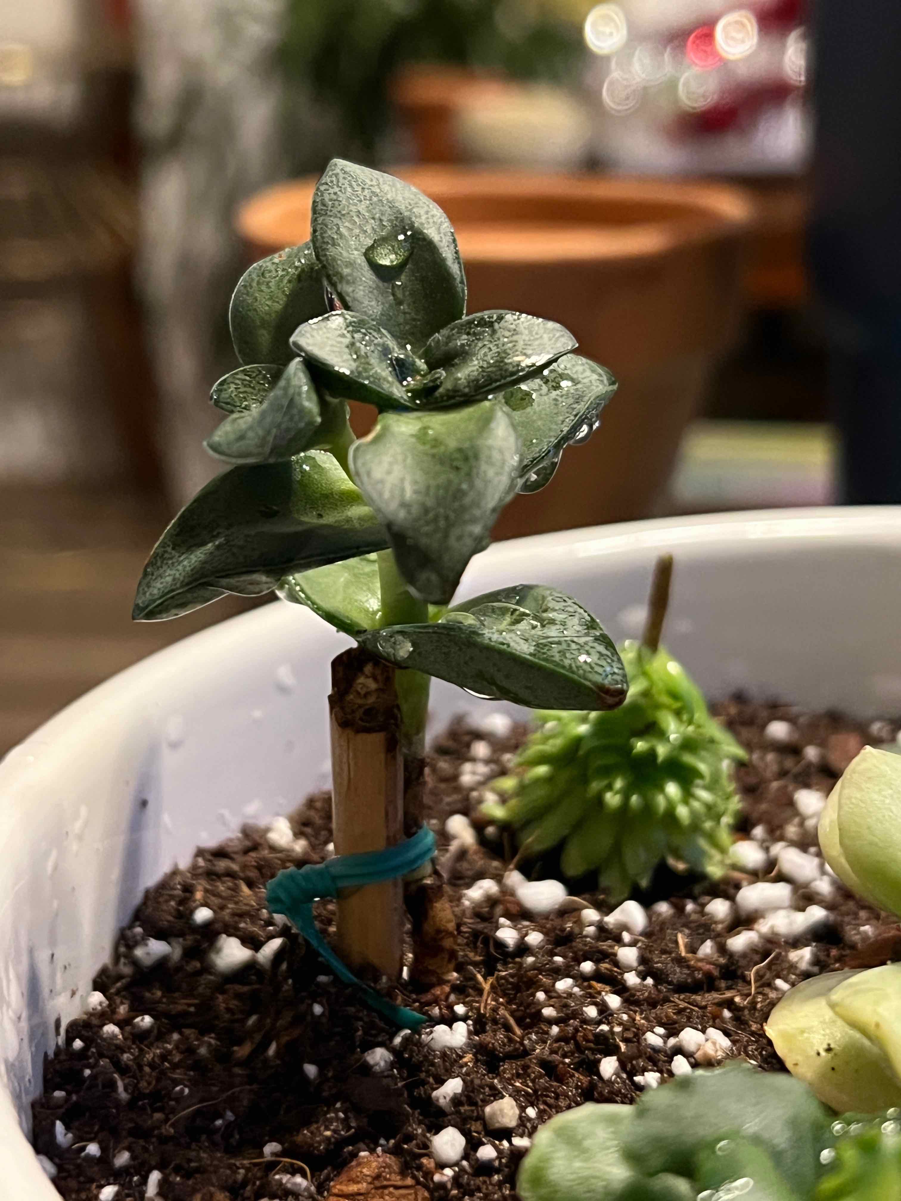 Crassula 'Springtime' plant in a pot with visible soil, appearing healthy.