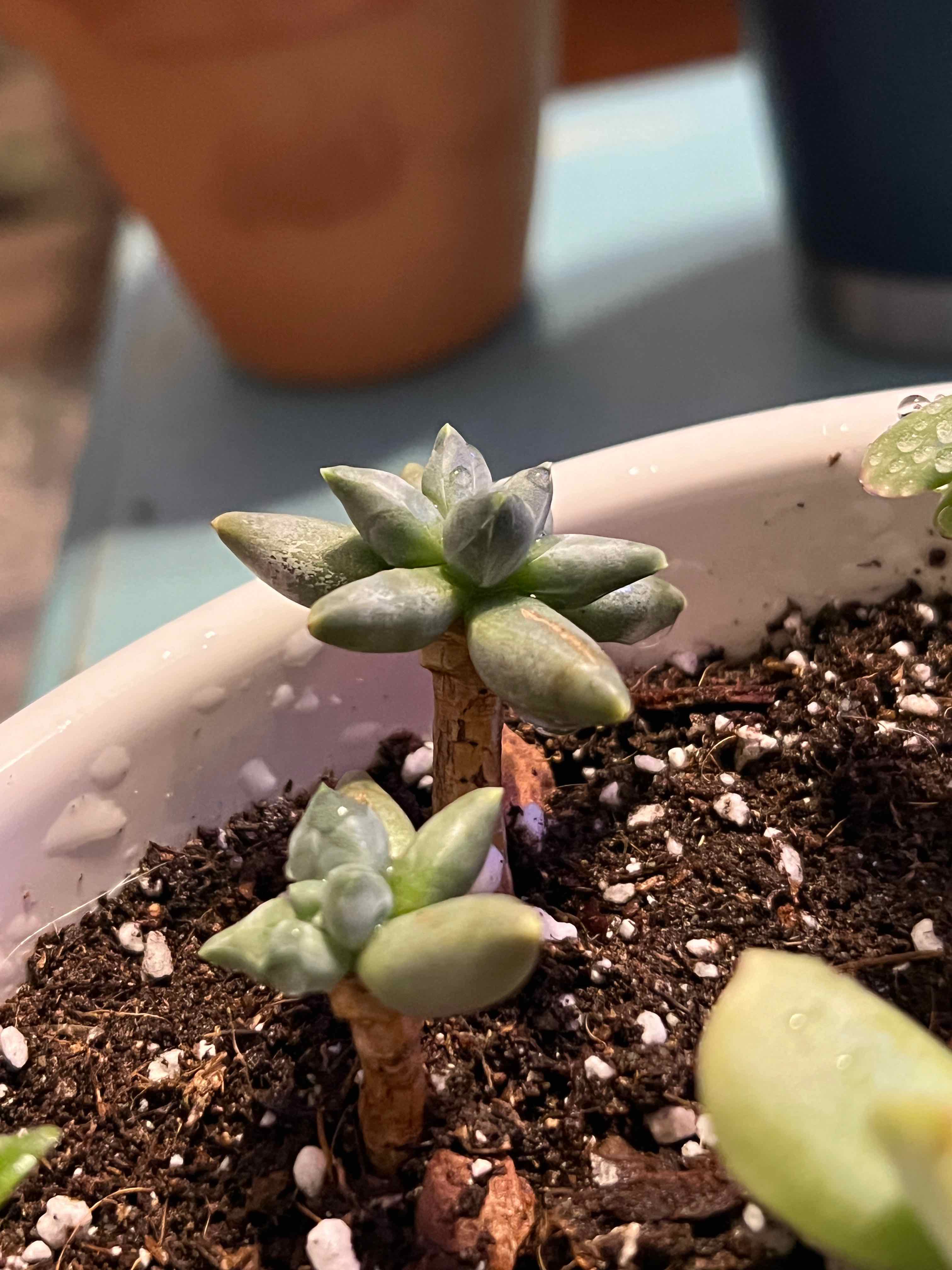Little Jewel succulent plant in a white pot with visible soil, appears healthy.