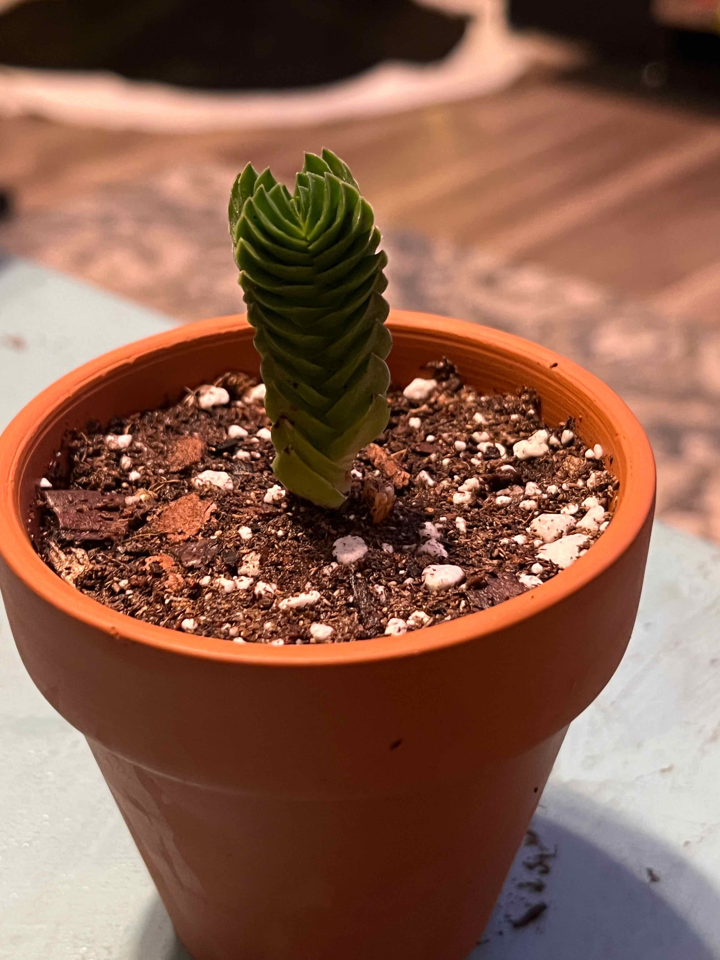 Crassula 'Buddha's Temple' plant in a terracotta pot with visible soil.