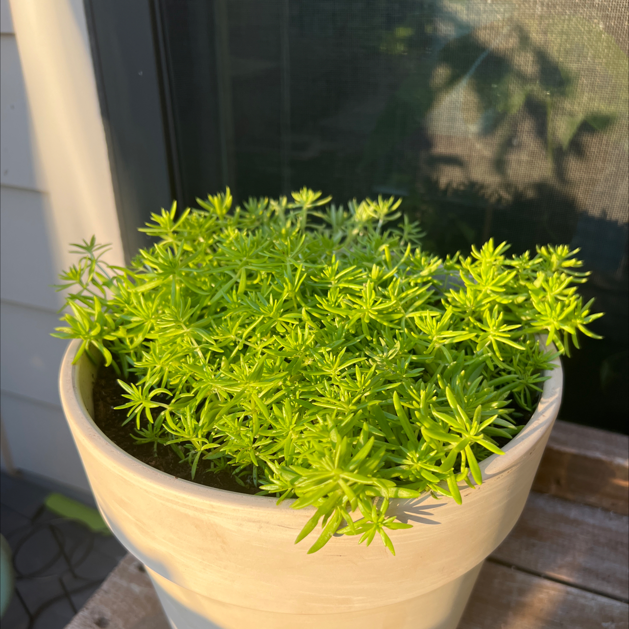 Photo of the plant species Annual Stonecrop by @HomoHaus named Zeus on Greg, the plant care app