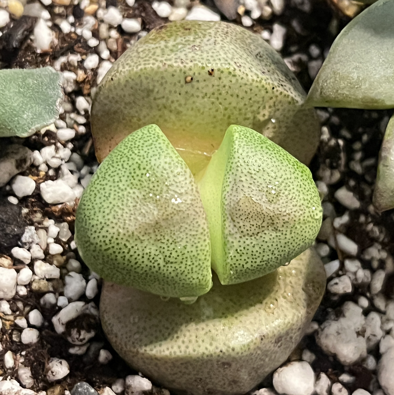 Close-up of a healthy Royal Flush Split Rock plant with visible soil.