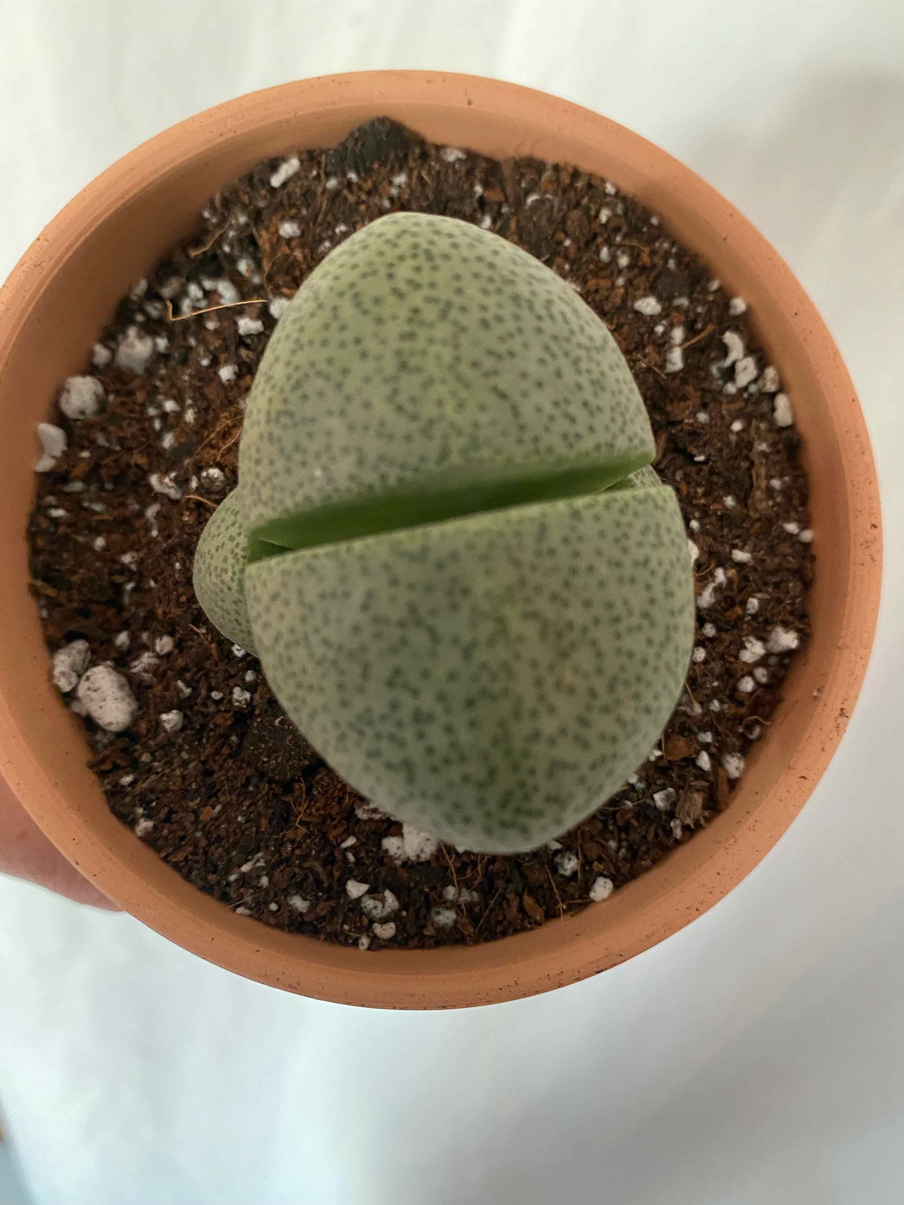 Split Rock plant (Pleiospilos nelii) in a terracotta pot with visible soil.